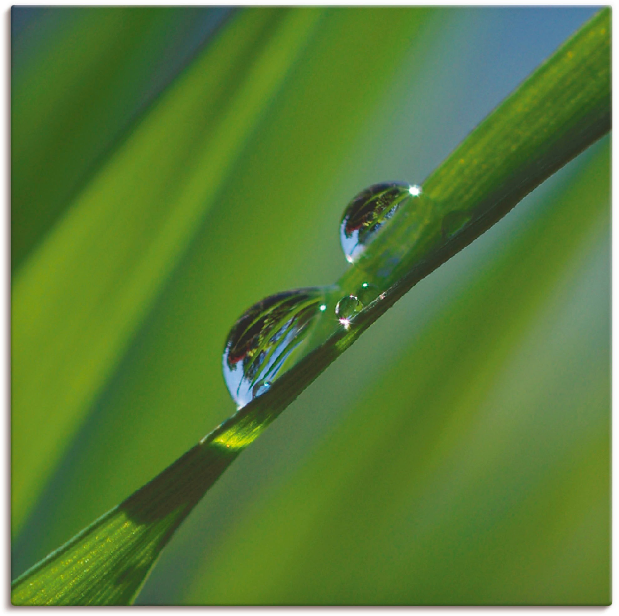 Leinwandbild »Wassertropfen auf Grashalm«, Gräser, (1 St.), auf Keilrahmen gespannt