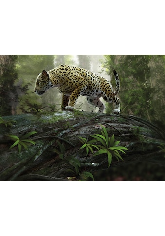 Papermoon Fototapetas »Jaguar on the Prowl«