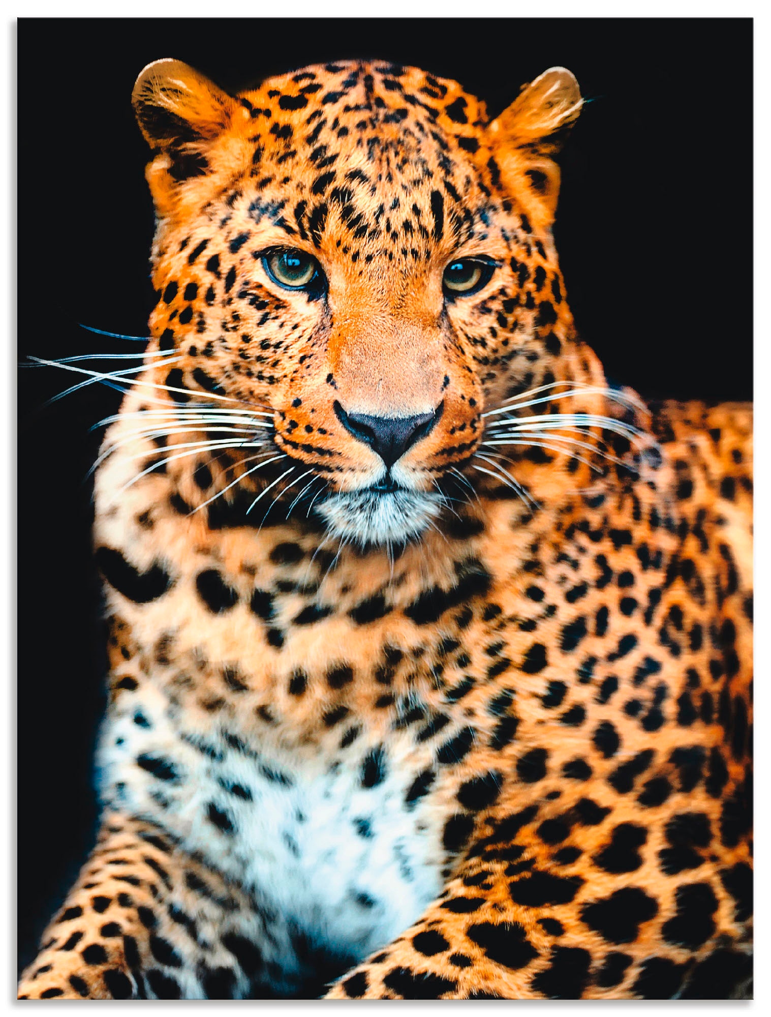 Artland oder Wandaufkleber Wandbild St.), Größen Alubild, »Wütender Poster Leinwandbild, BAUR als Leopard«, (1 wilder in Wildtiere, versch. | bestellen