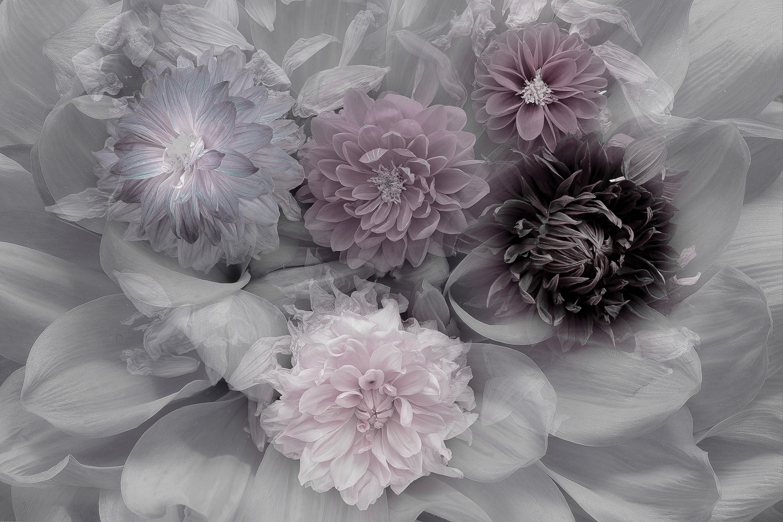 Papermoon Fototapete "Photo-Art INGE SCHUSTER, DAHLIA DREAM"
