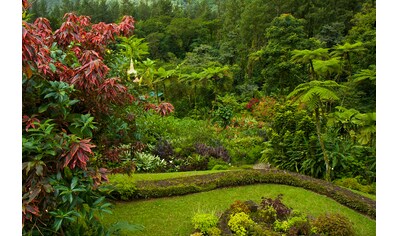 Fototapete »GARTEN-BLUMEN BÄUME PFLANZEN PARK STEINE BLÜTEN WALD«