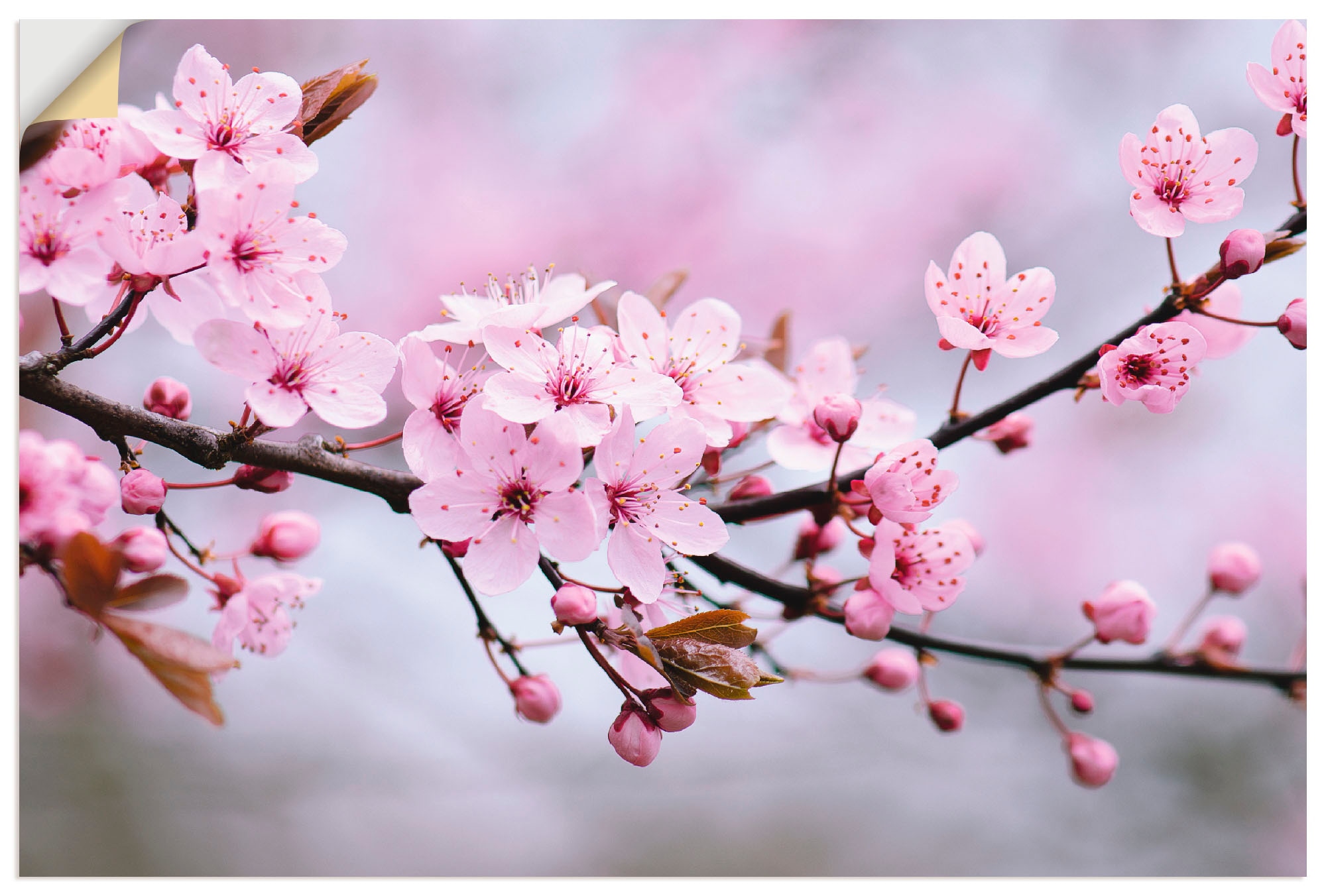 »Kirschblüten«, Größen Alubild, oder | Poster in Wandaufkleber versch. BAUR als Artland Wandbild kaufen Leinwandbild, Blumen, (1 St.),