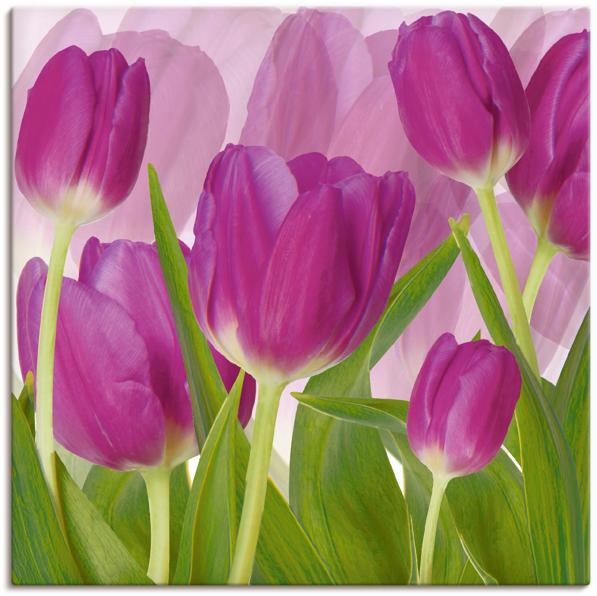 Black Friday Artland »Tulpenfeld Blumen, Alubild, BAUR in versch. Wandaufkleber | St.), oder Größen Wandbild lila«, (1 Poster als Leinwandbild