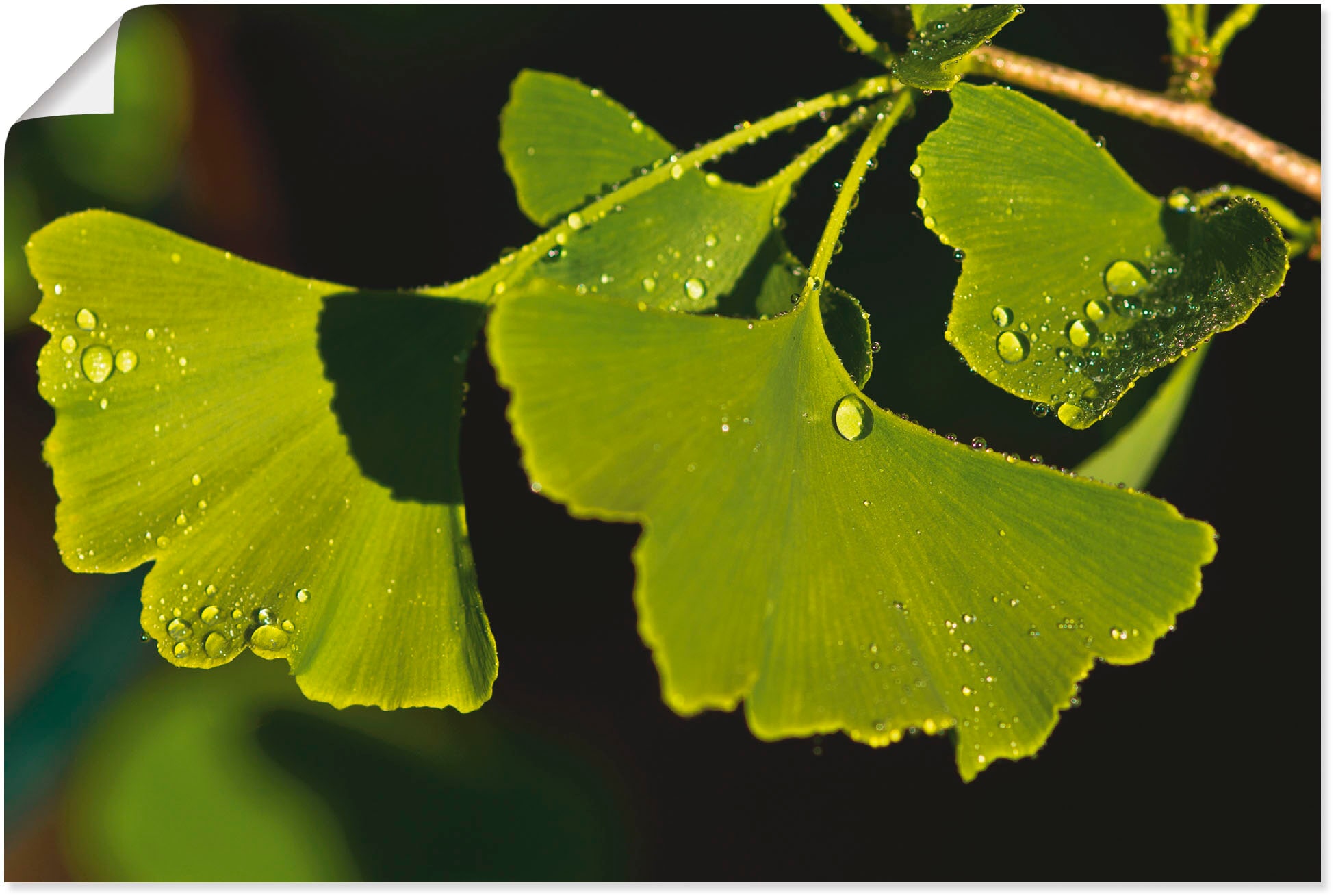 Artland Wandbild »Ginkgo Blätter«, Blätter, (1 St.), als Alubild, Outdoorbild, Poster in verschied. Größen