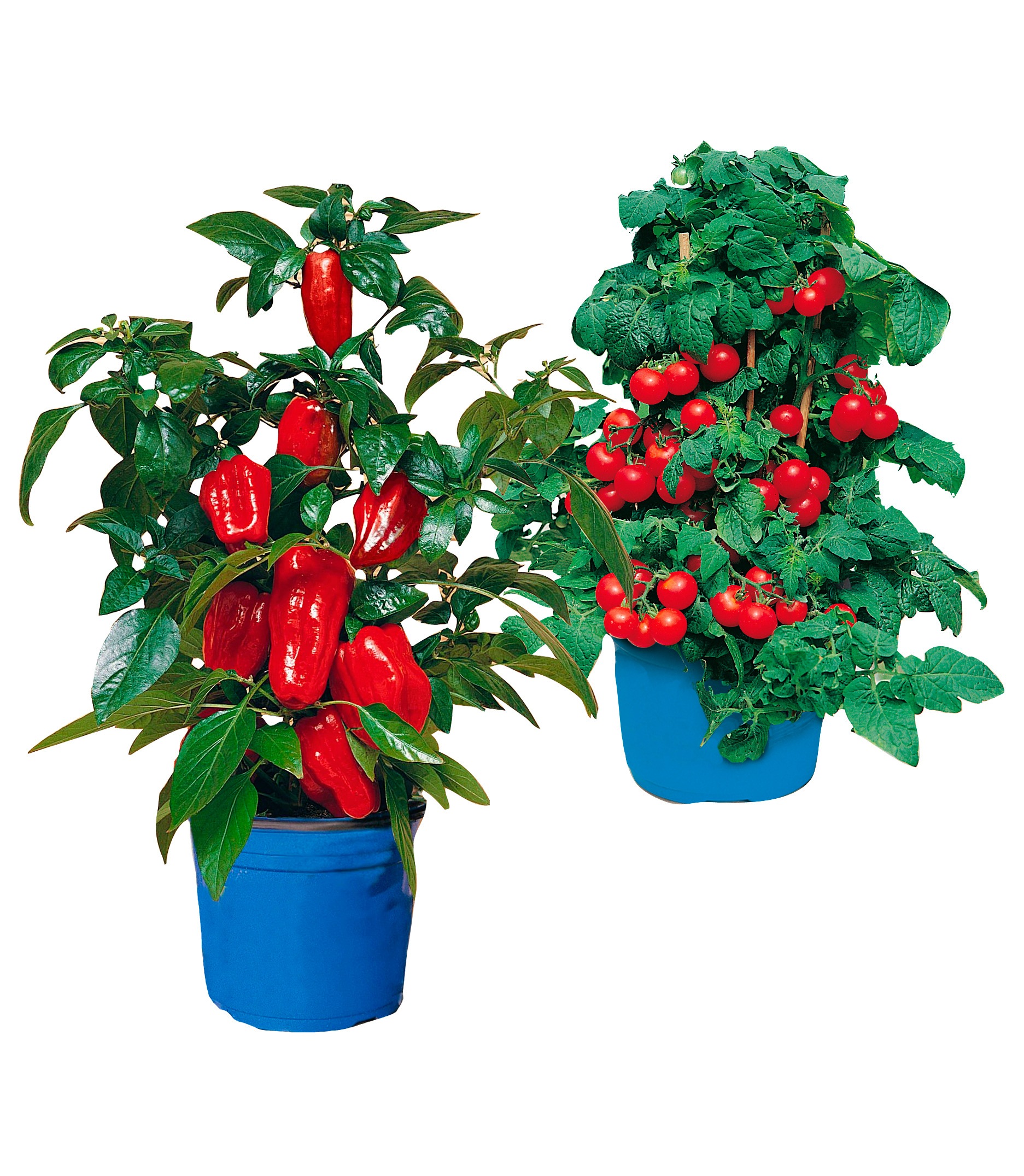 BCM Gemüsepflanze »Balkongemüse«, (2 St.), Balkongemüse: 1 Paprika, 1 Tomate kaufen