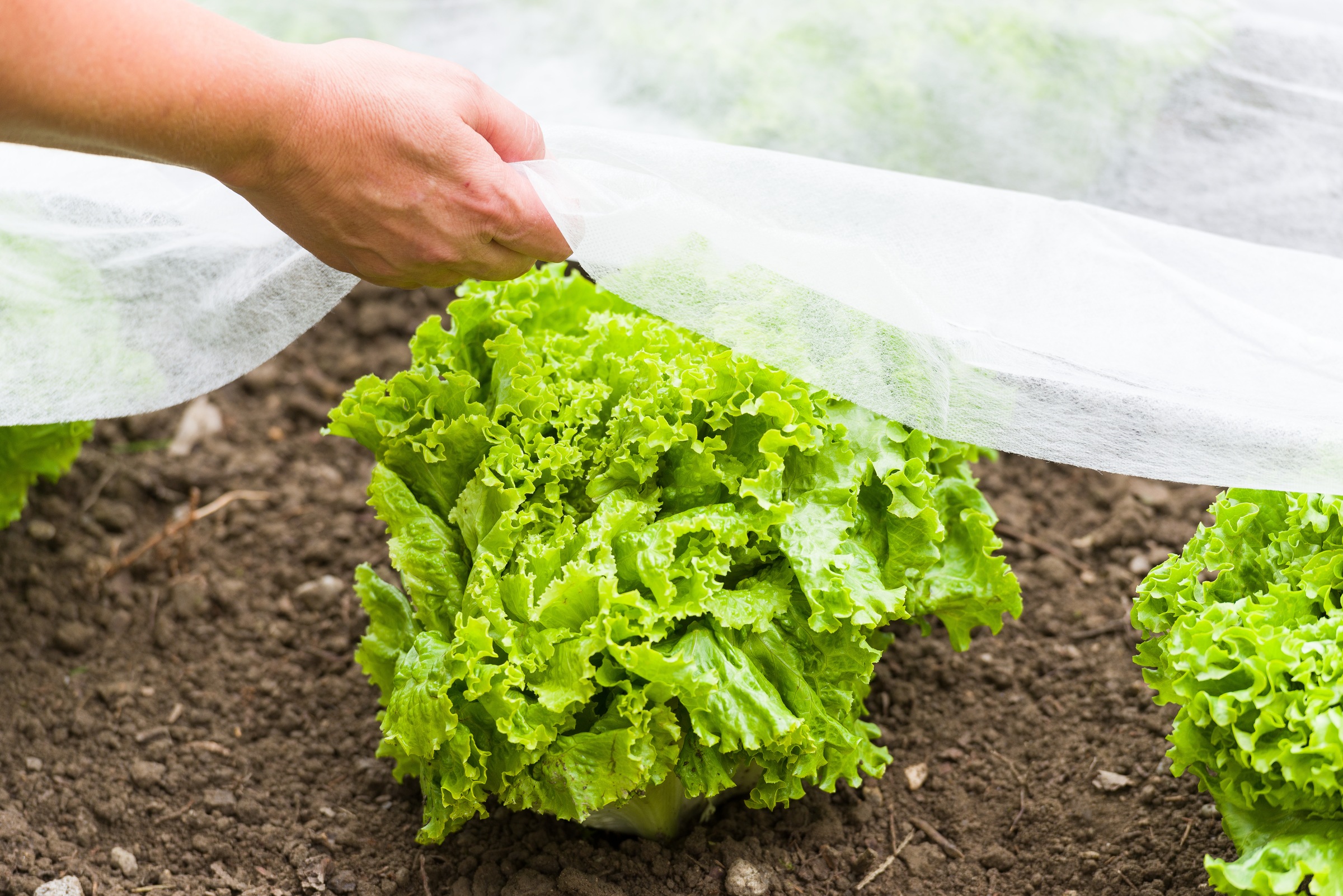 Windhager Gartenvlies »Standard für gesundes Wachstum, Gartenfolie« 1 Stk. tlg. Abdeckvlies erhältlich in 5 x 1,5 m oder 10 x 1,5 m, 17 g/m², weiß