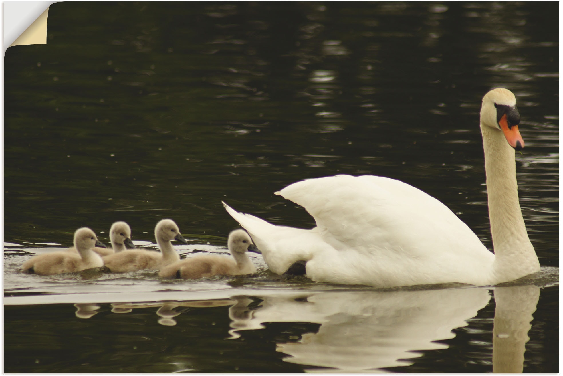 Black Friday versch. | Artland Leinwandbild, als Wandbild Alubild, BAUR Wandaufkleber Schwanen »Schwanen Familie«, in (1 oder Größen Poster St.), Bilder