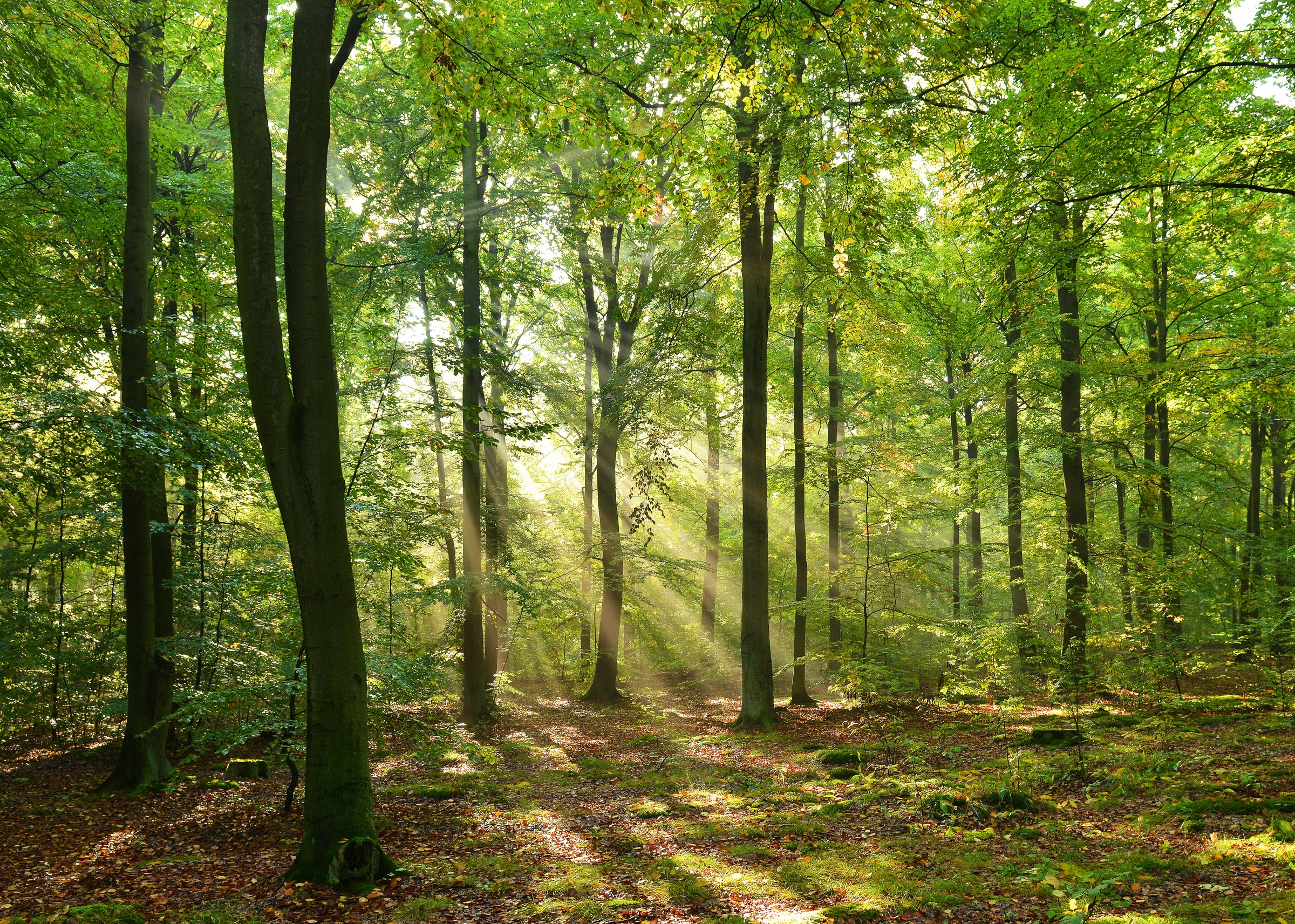 Papermoon Fototapete "Forrest morning" glatt günstig online kaufen