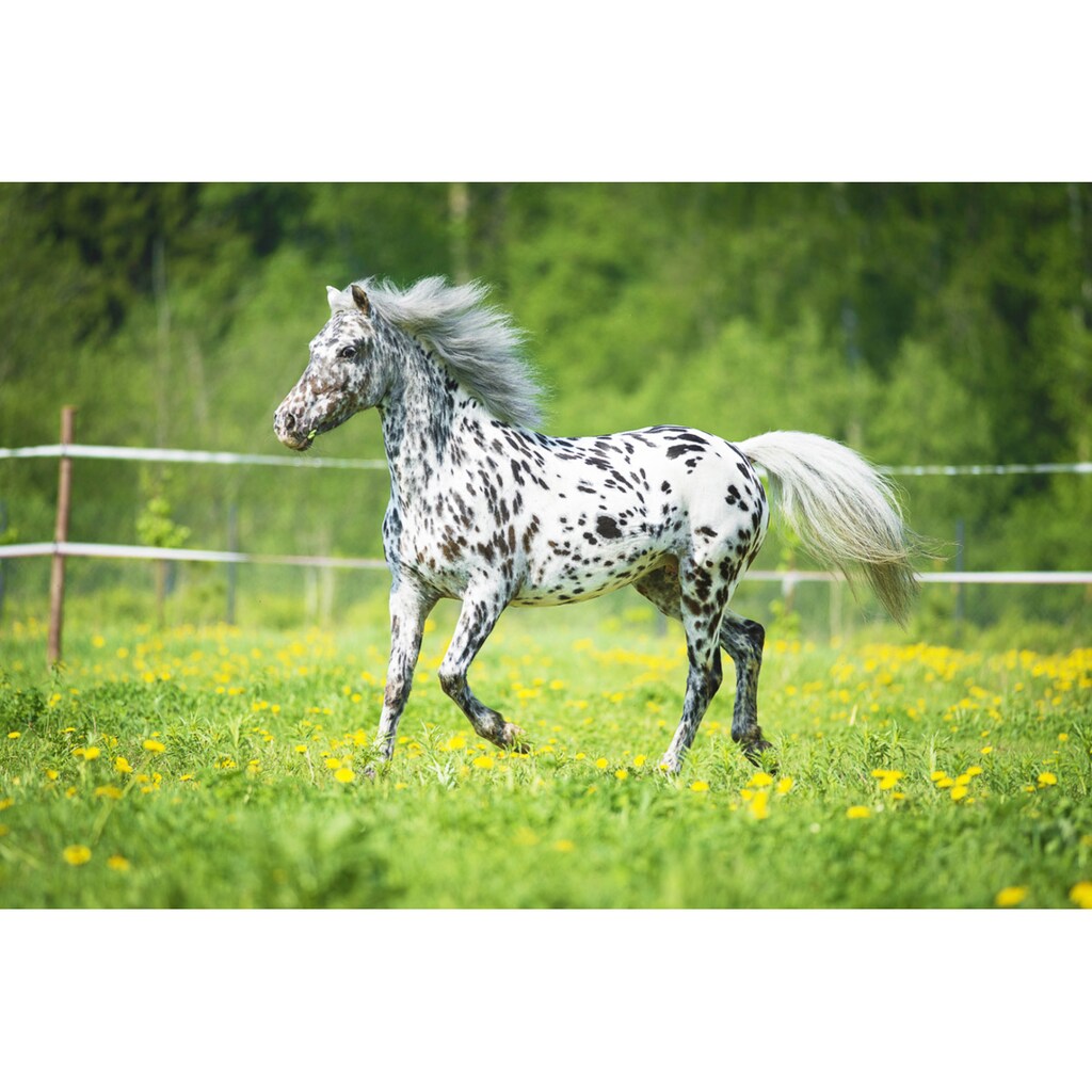 Papermoon Fototapete »Pferd«