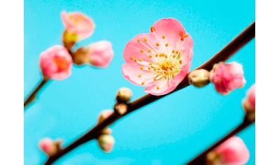 Vliestapete »Peach Blossom«, (Breite x Höhe)