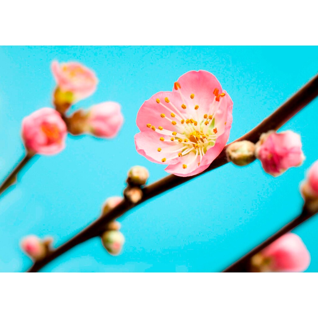 Komar Vliestapete »Peach Blossom«