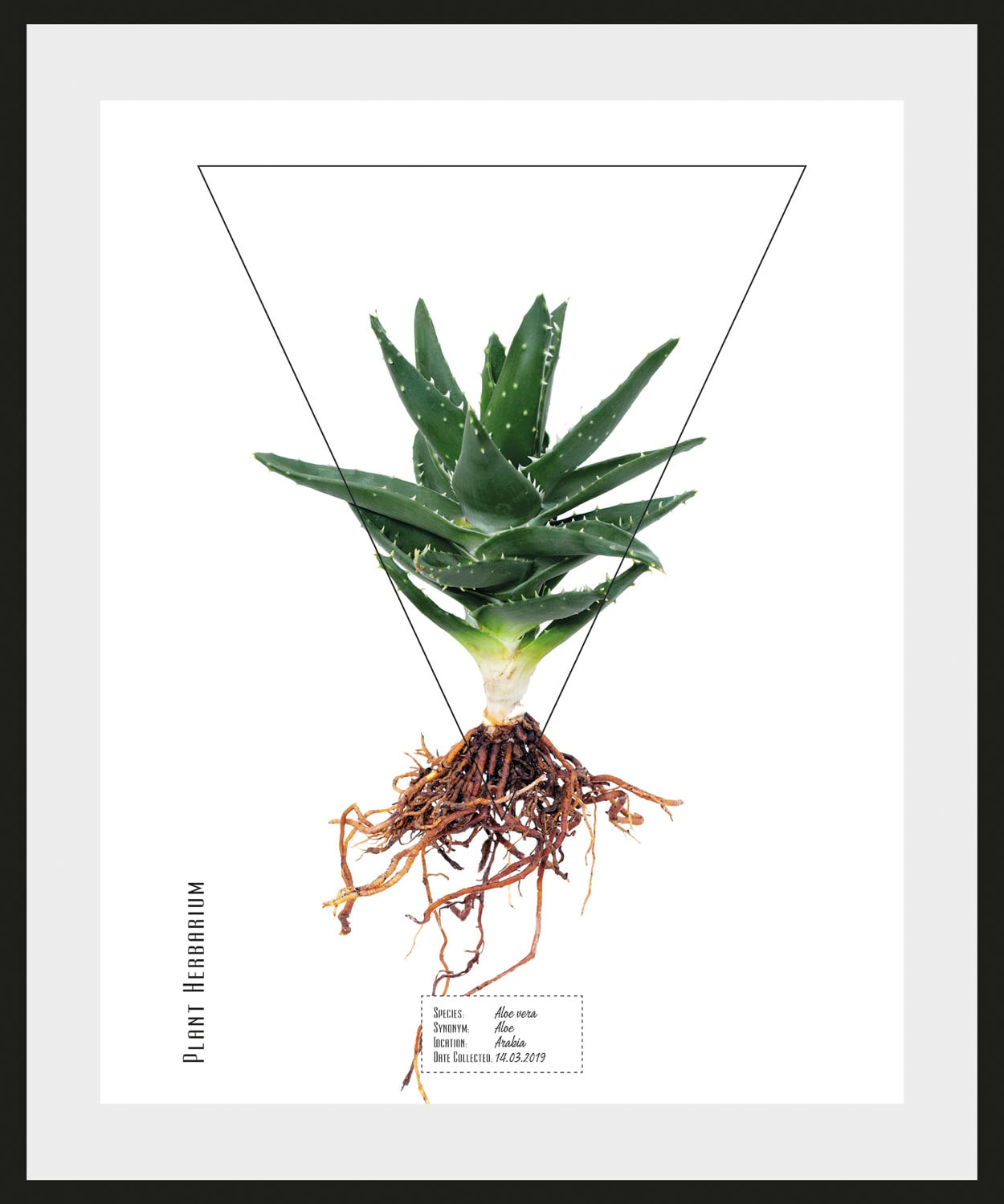 queence Bild »Aloe vera«, Pflanzen-Pflanzenbilder-Schriftzug, (1 St.), HD Premium Poster-Druck inkl. Holzrahmen