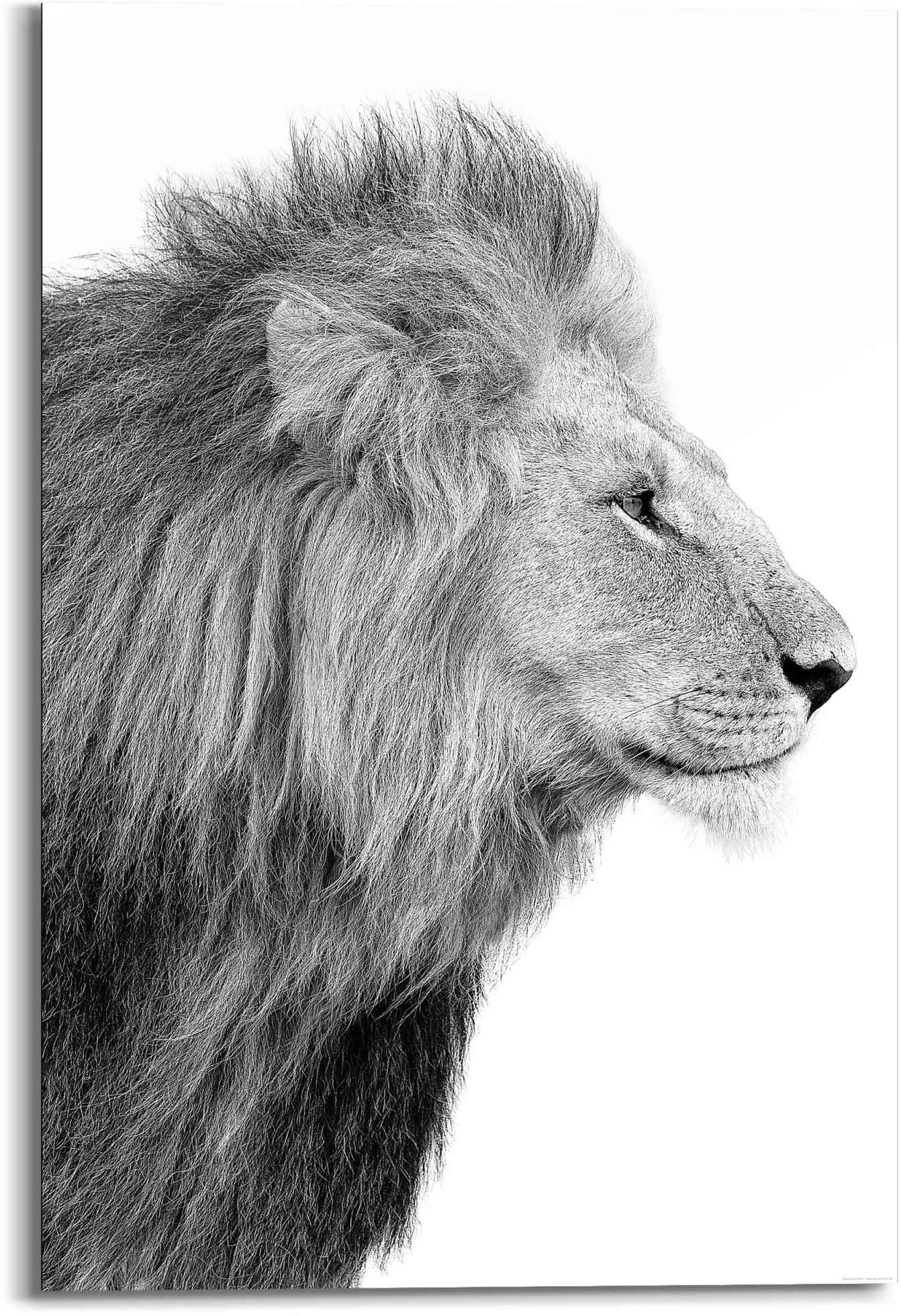Reinders! Wandbild »Wandbild Löwe König Seitenporträt Löwen, | Kräftig«, (1 Dschungel St.) BAUR - kaufen - 
