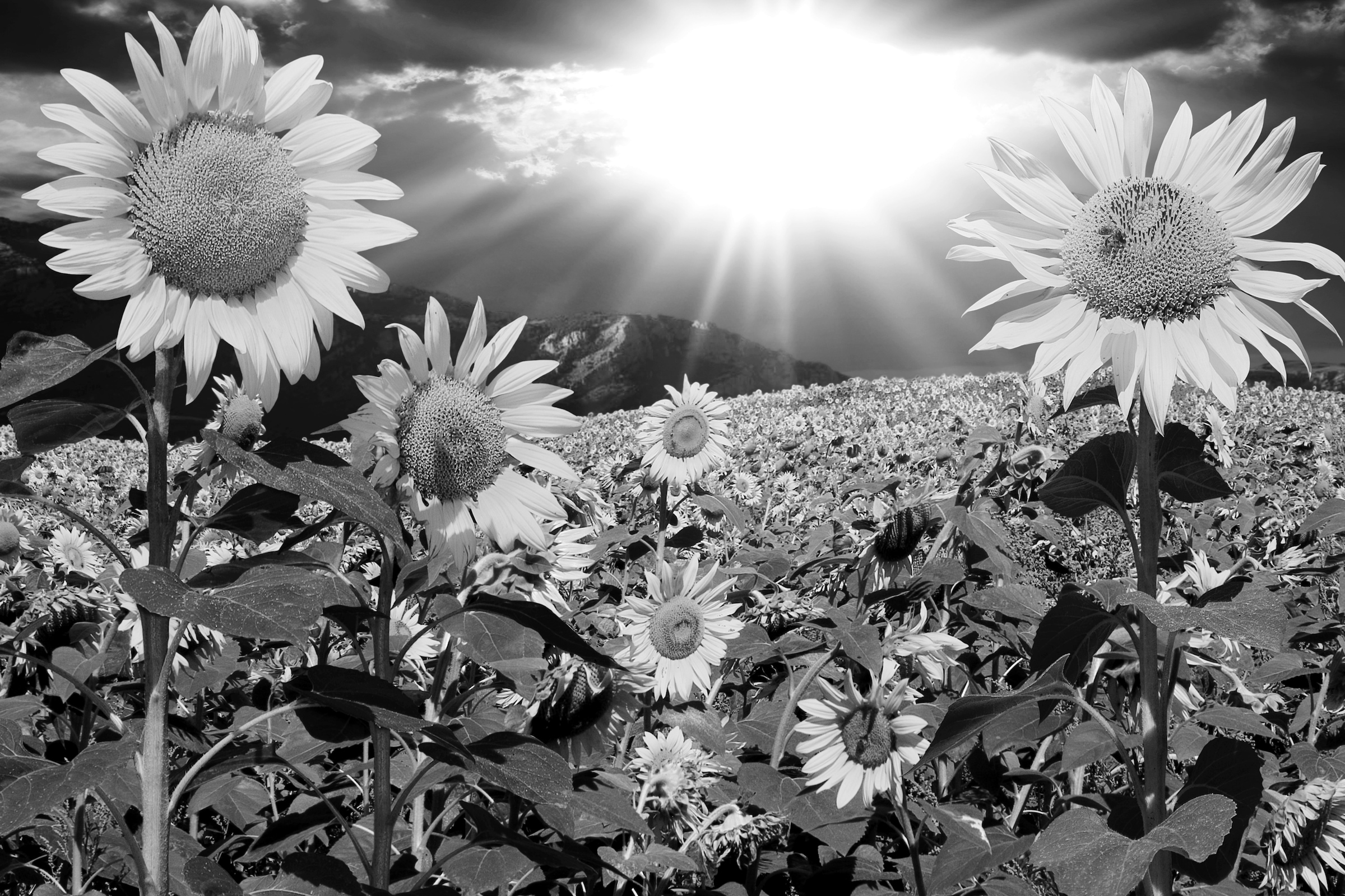 Papermoon Fototapete "Pusteblume Schwarz & Weiß"