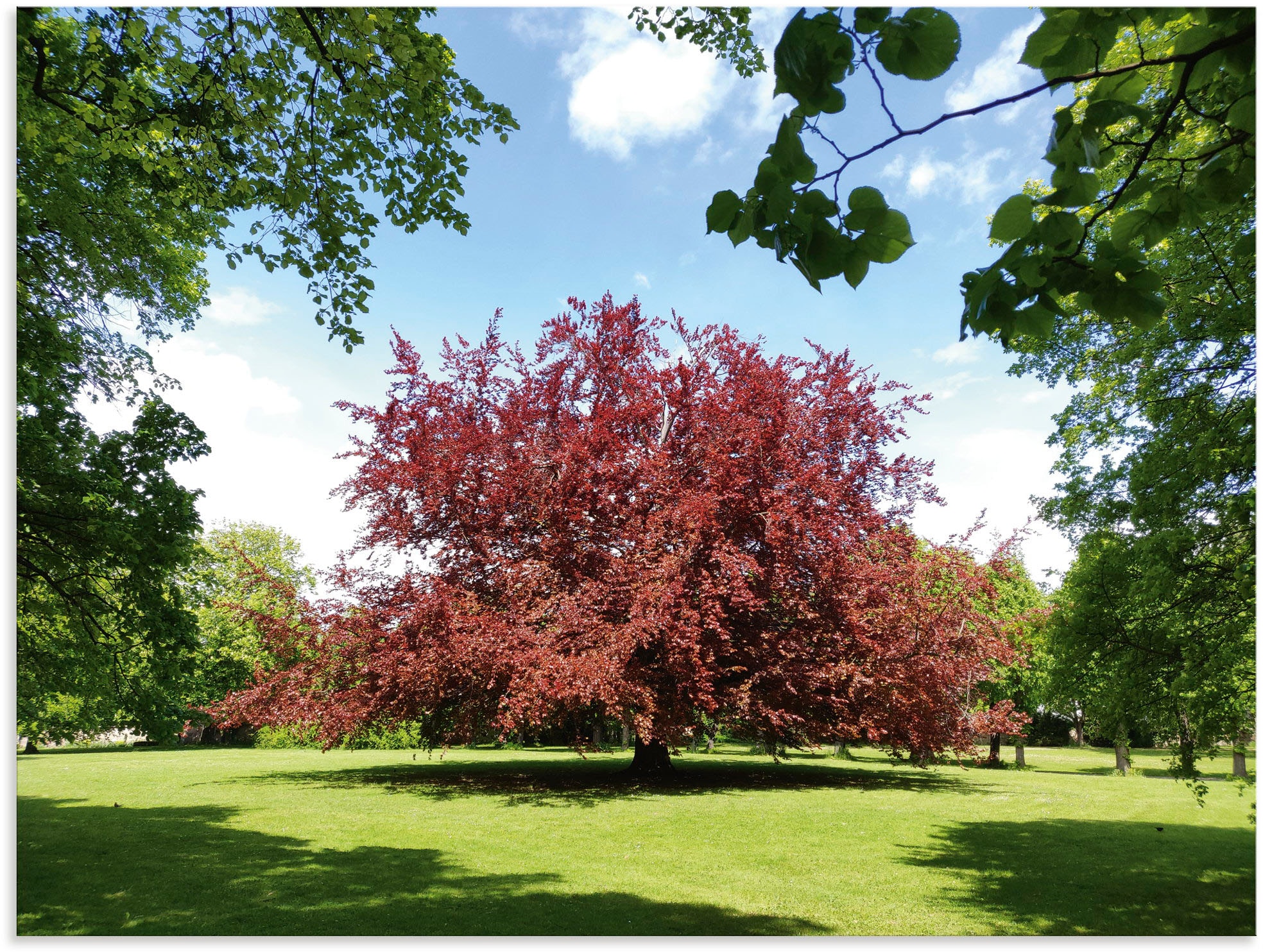 Alu-Dibond-Druck »Blutbuche im Park«, Wiesen & Baumbilder, (1 St.), für Innen- und...