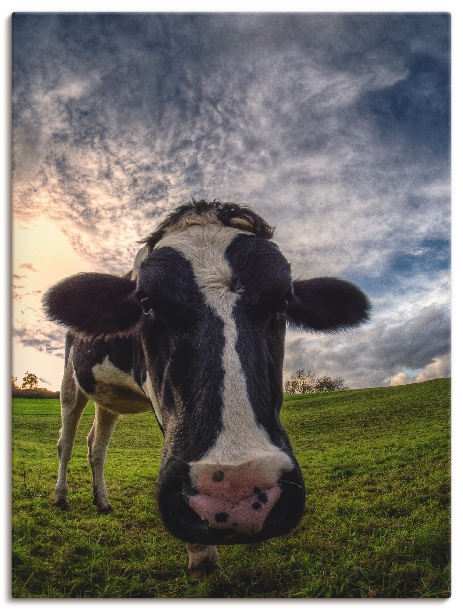 Artland Wandbild »Lustige als in (1 St.), oder kaufen Kuh«, Leinwandbild, versch. Wandaufkleber Haustiere, | BAUR Poster Größen