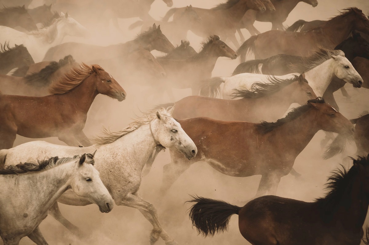 Papermoon Fototapete »Pferde Herde«