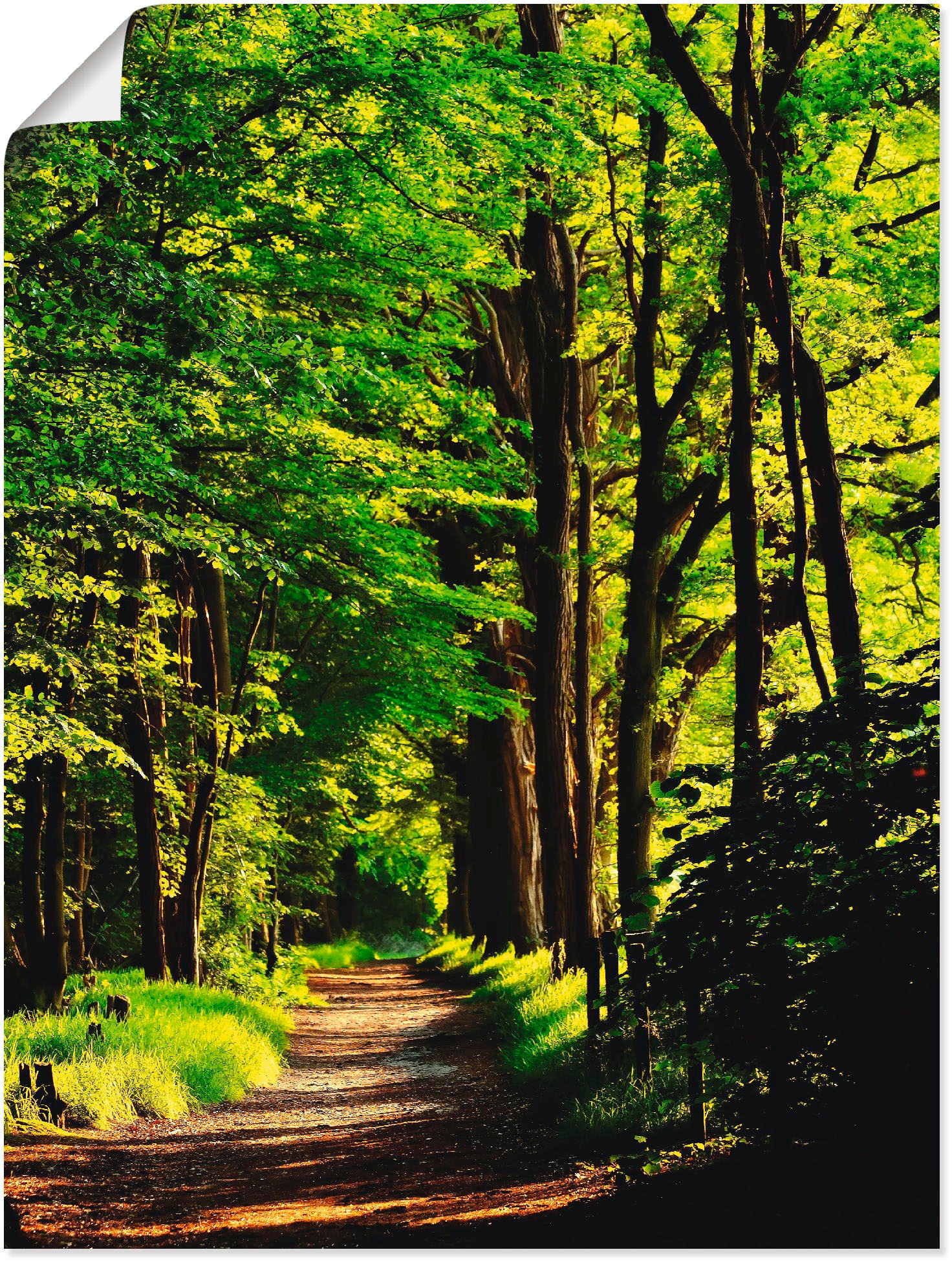Artland Wandbild "Weg im Wald" Wald 1 Stk. tlg. als Alubild, Outdoorbild, L günstig online kaufen