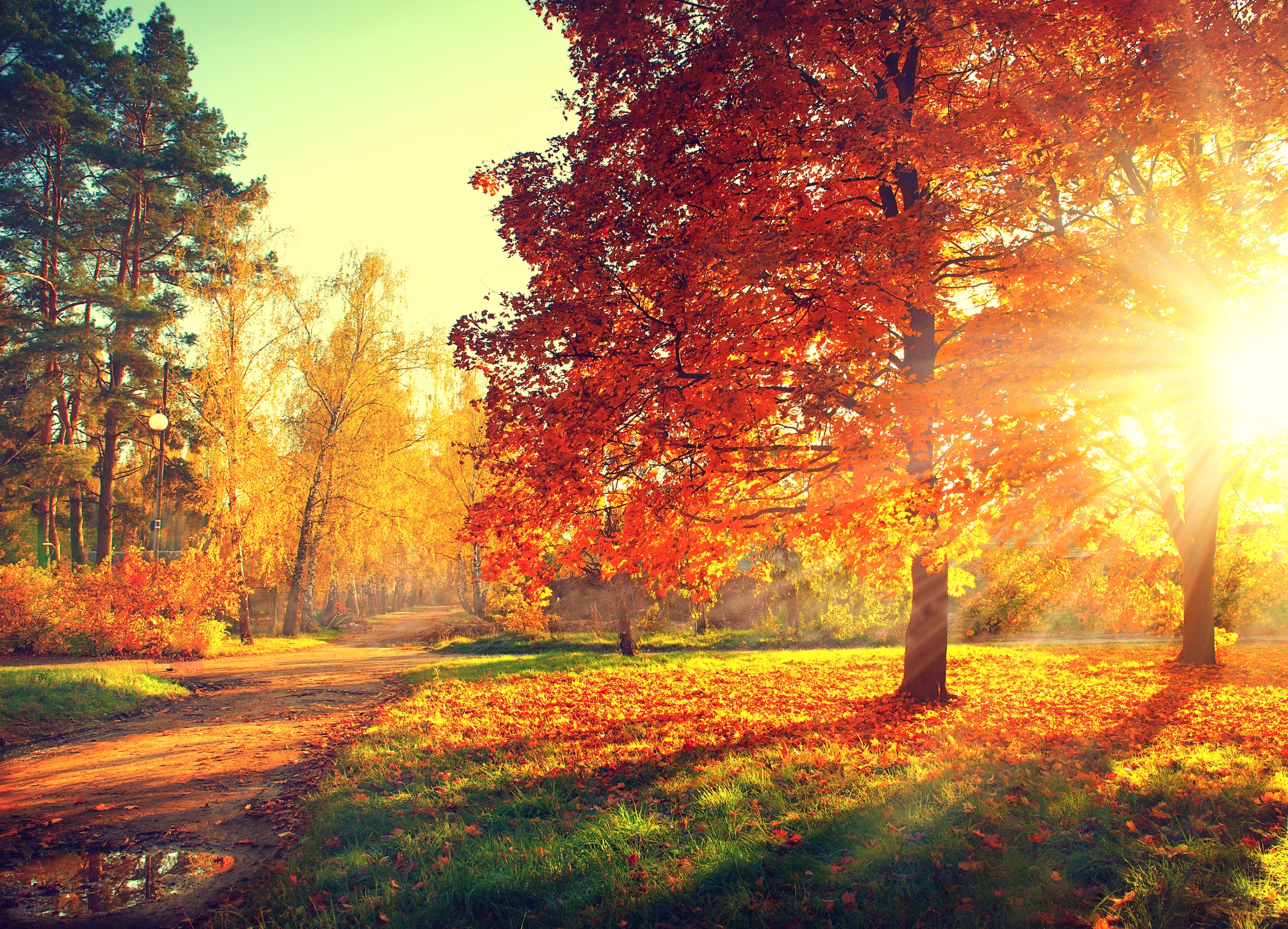 Papermoon Fototapete "Autumn Trees" glatt