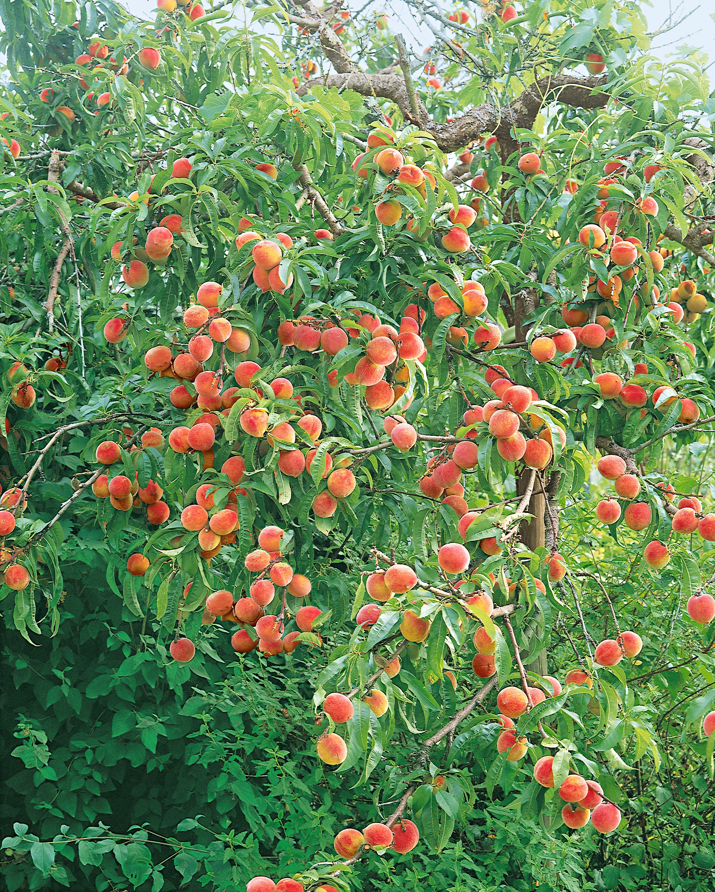BCM Obstpflanze »Pfirsich«, (1 St.), Höhe: 80-100 cm, 1 Pflanze kaufen