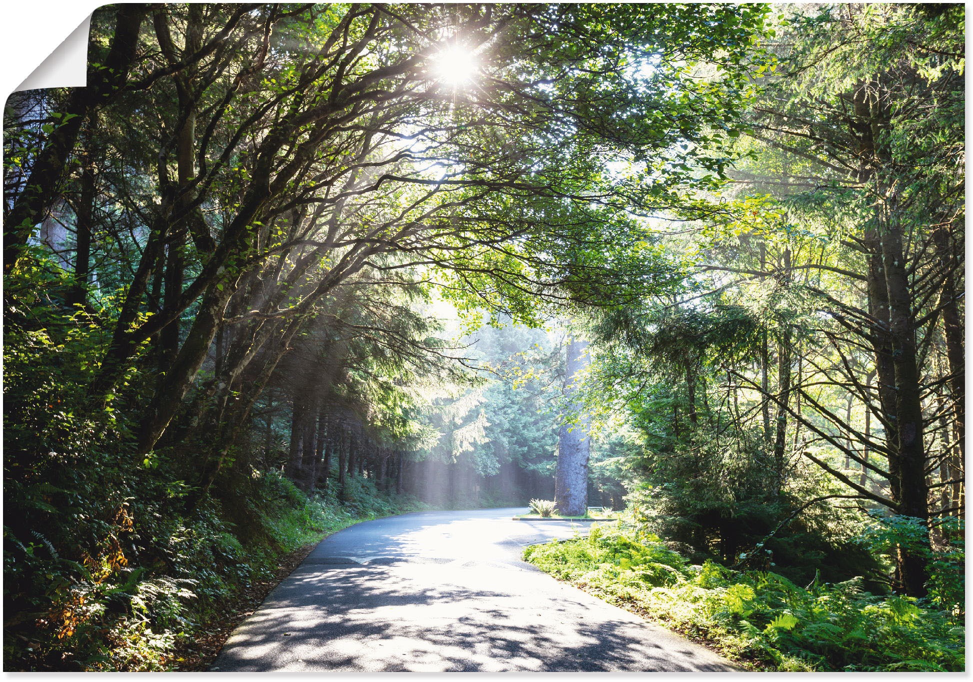 Artland Poster "Sonniger Wald" Baumbilder 1 Stk. tlg. ohne Rahmen günstig online kaufen