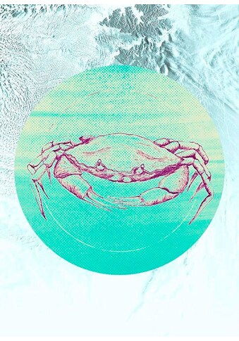 Komar Poster »Crab Sea« Tiere (1 St.) vaikų ...