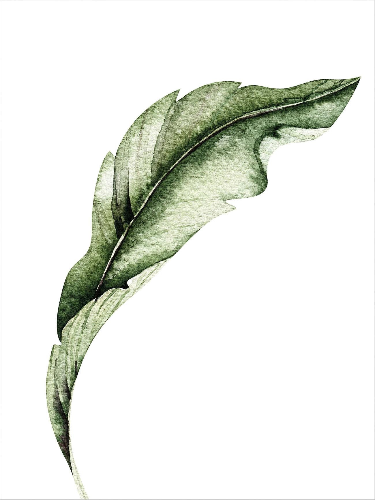 Banana | Wandbild, »Kvilis bestellen Wall-Art Leaf 02«, Bild, Poster, Poster - Wandposter BAUR