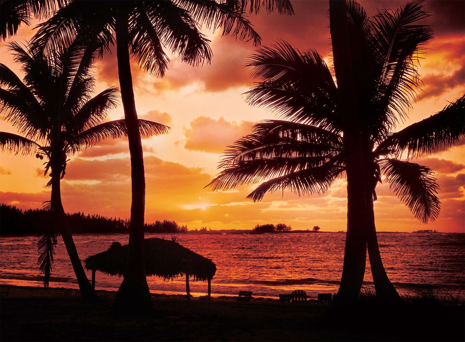 Papermoon Fototapete "Palm Beach at Dusk" glatt