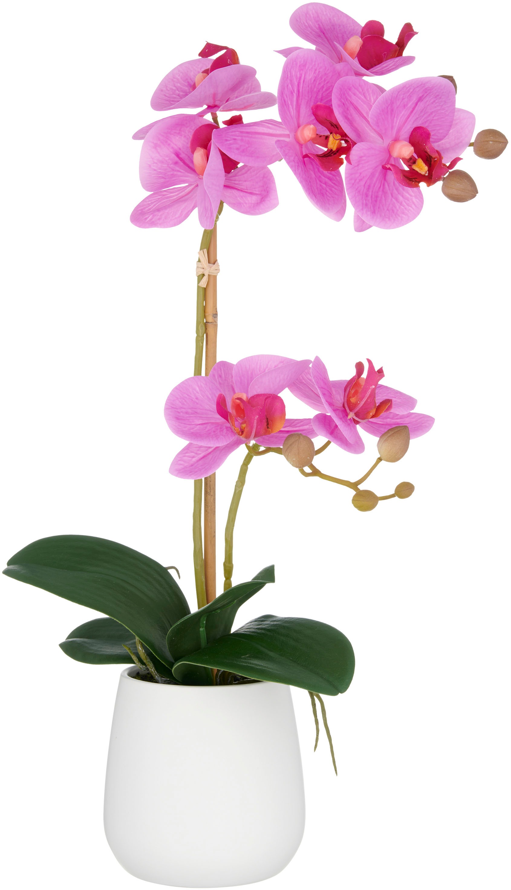 Creativ green Kunstorchidee "Orchidee Phalaenopsis", mit dauerhafter Blüten günstig online kaufen