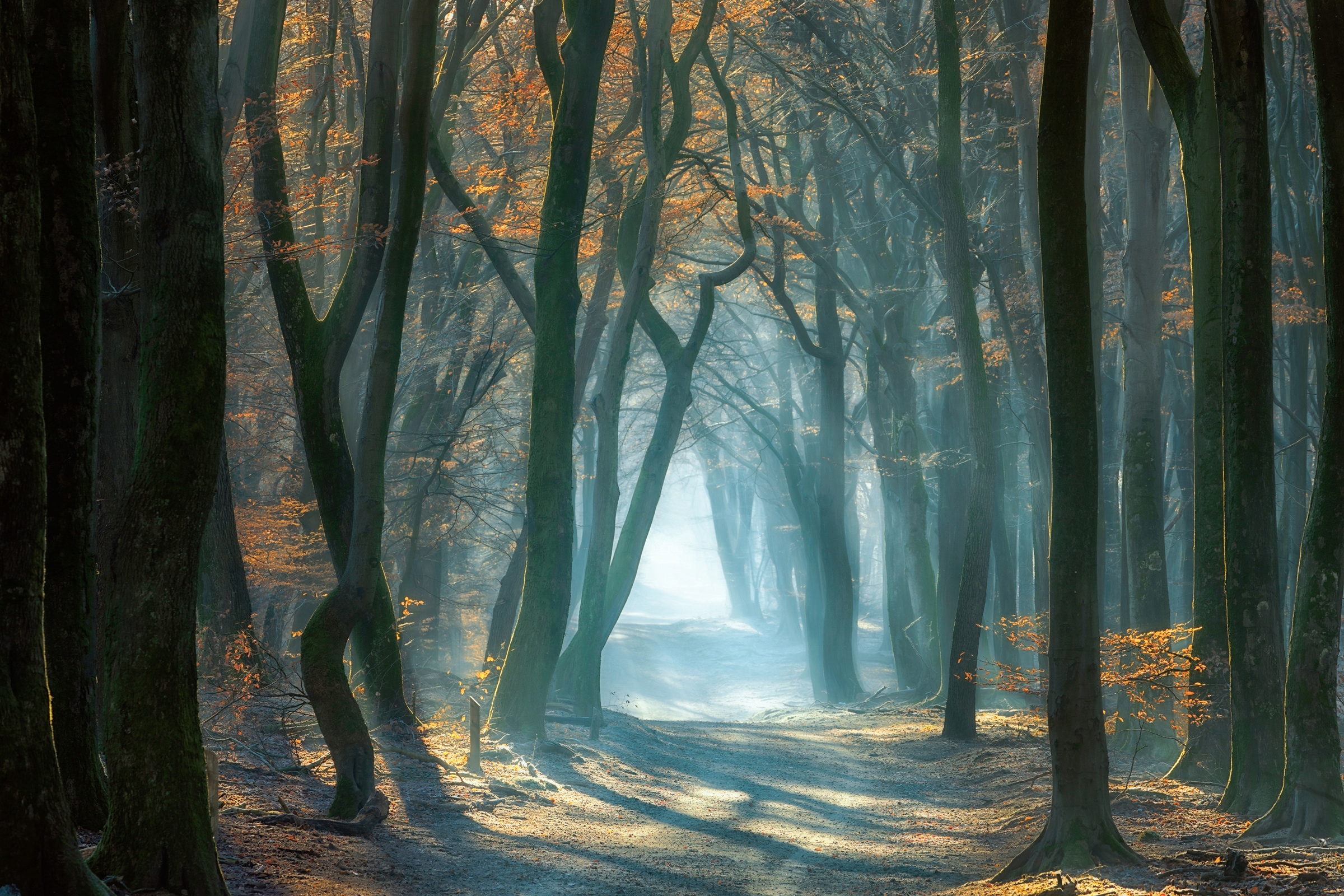 Papermoon Fototapete "Photo-Art ELLEN BORGGREVE, KALTES LICHT IM WALD"