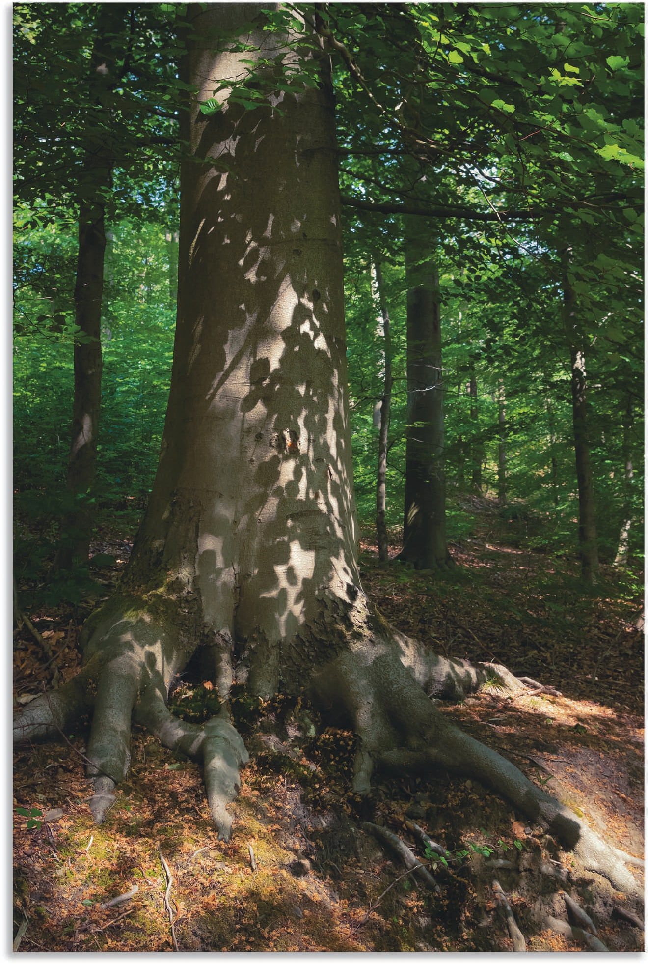 als (1 Wandaufkleber Leinwandbild, bestellen Wandbild in versch. »Waldimpression«, St.), Artland | BAUR Poster Alubild, Größen oder Baumbilder,