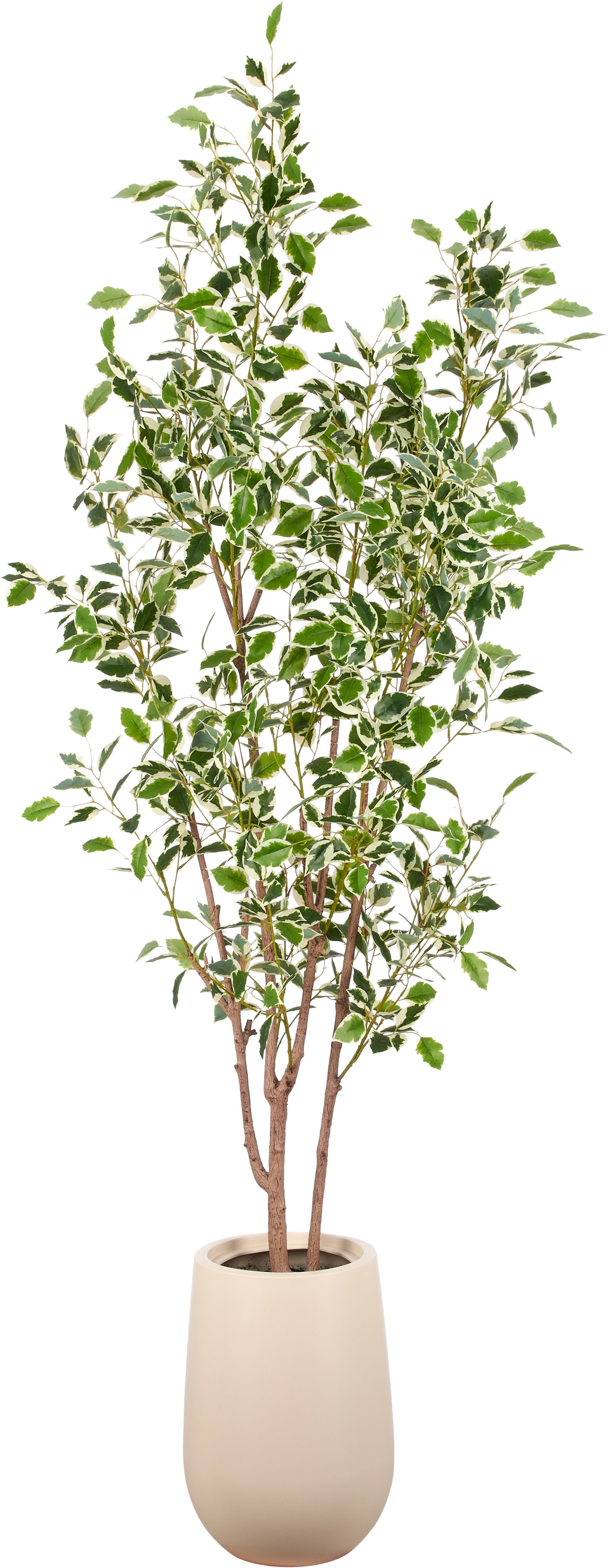 Creativ green Kunstbaum "Ficus microcarpa Hawai" in beeindruckender Größe