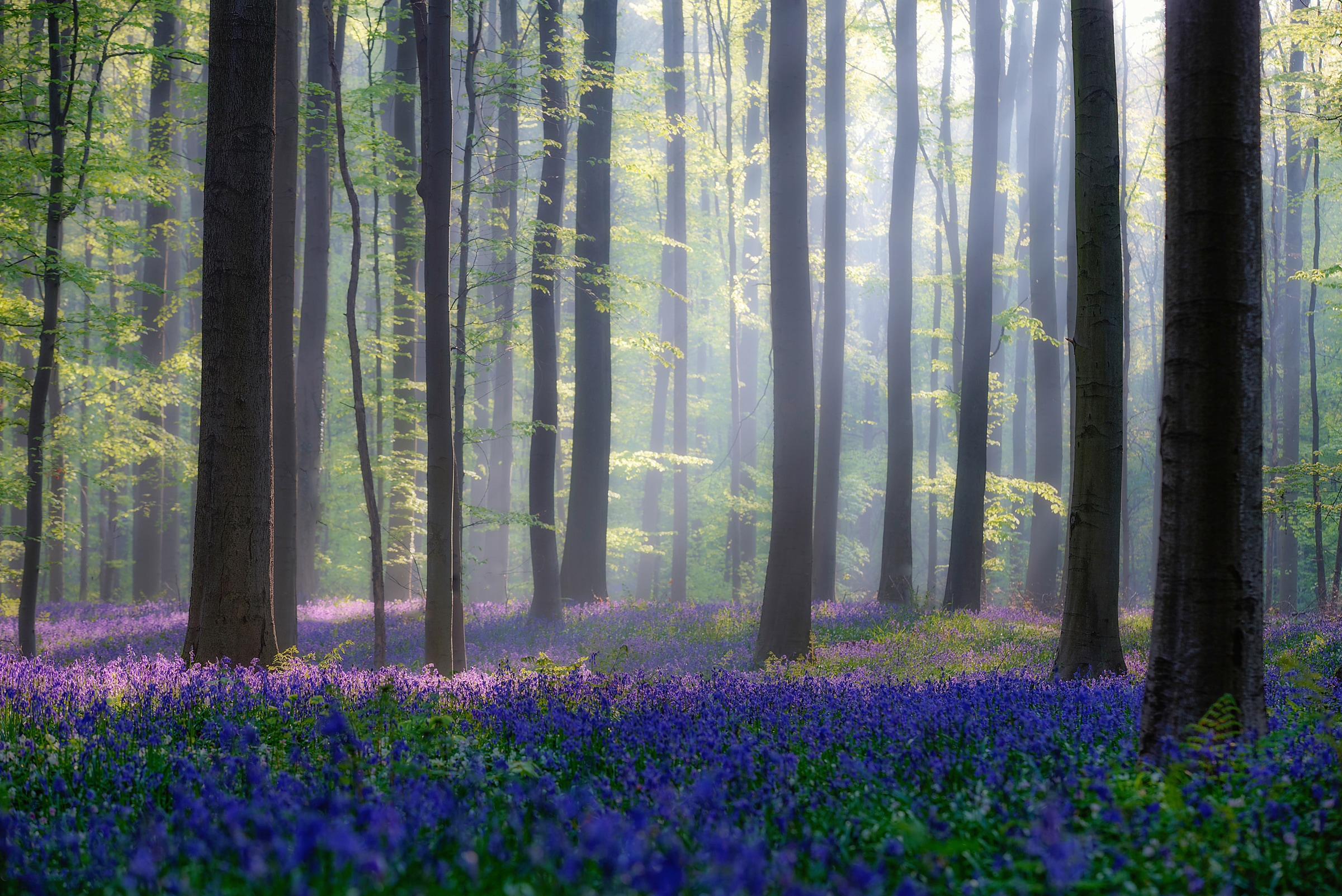 Papermoon Fototapete "Photo-Art ADRIAN POPAN, WALD MIT BLAUER BLUMENWIESE" Image