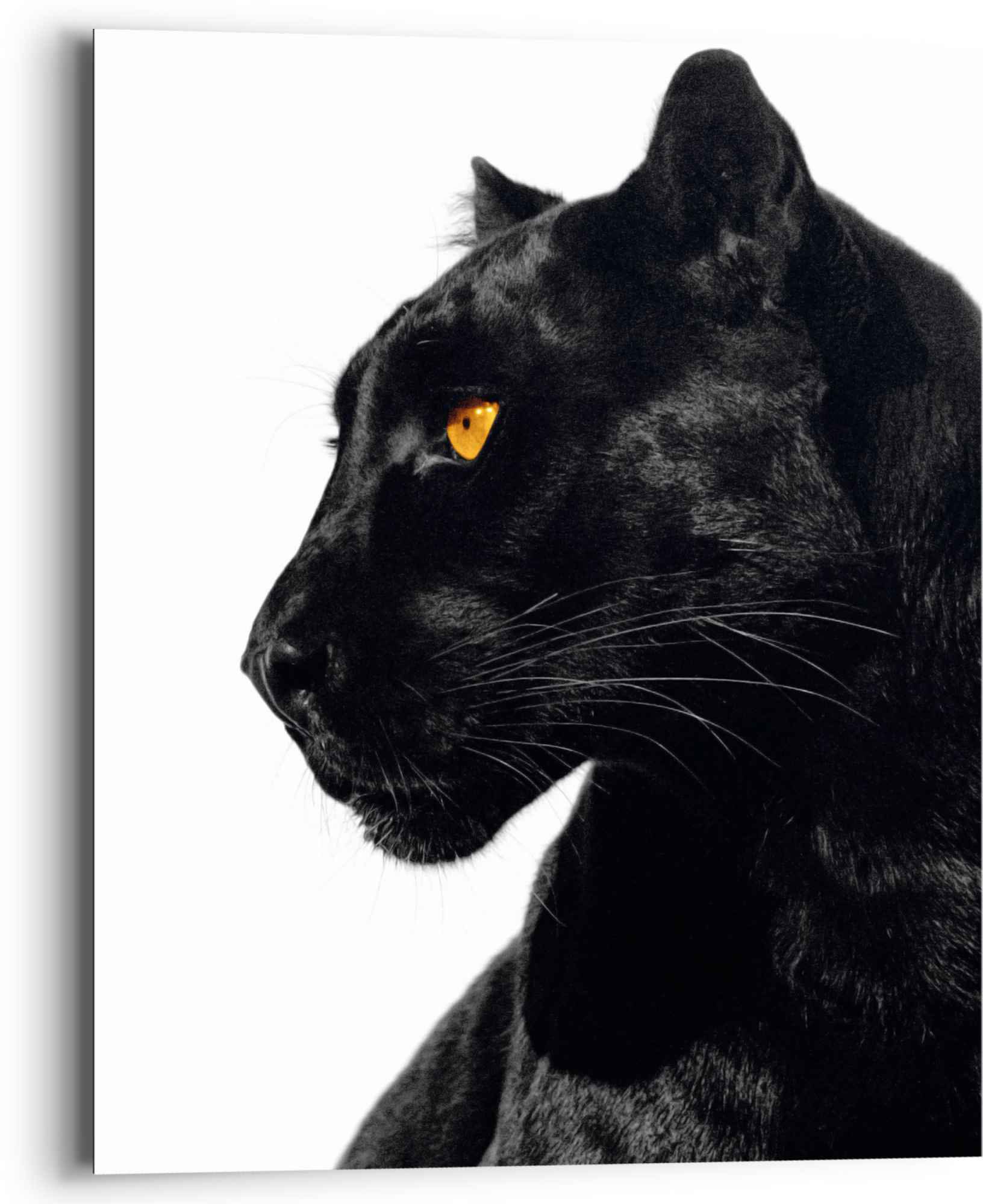 Reinders! Wandbild »Wandbild Schwarzer Panther Tierportrait - Seitenblick«,  Tiere, (1 St.) bestellen | BAUR