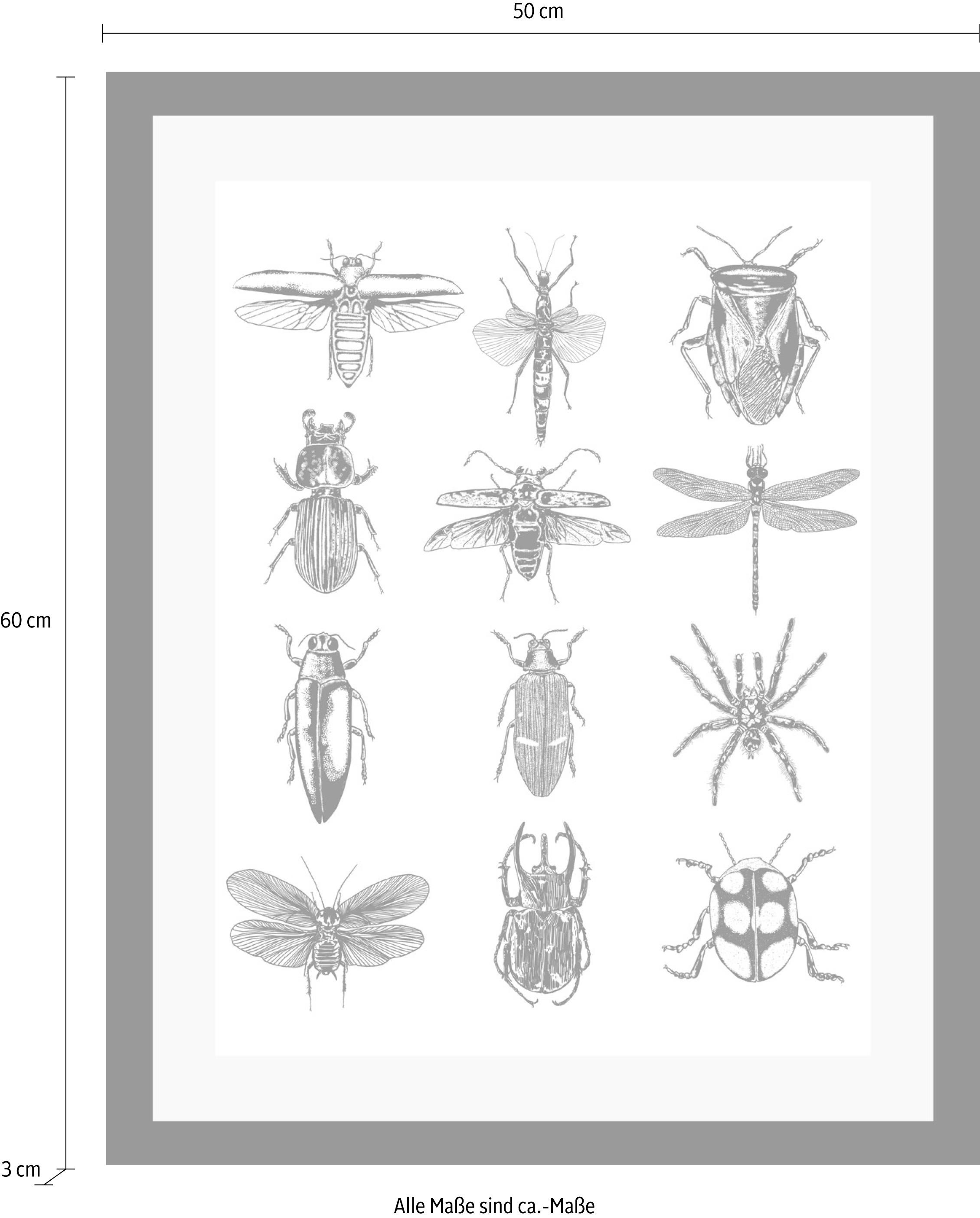 queence Bild »Insekten«, Tiere-Schwarz-Weiß-Kunst-Insekten, HD Premium Poster-Druck inkl. Holzrahmen