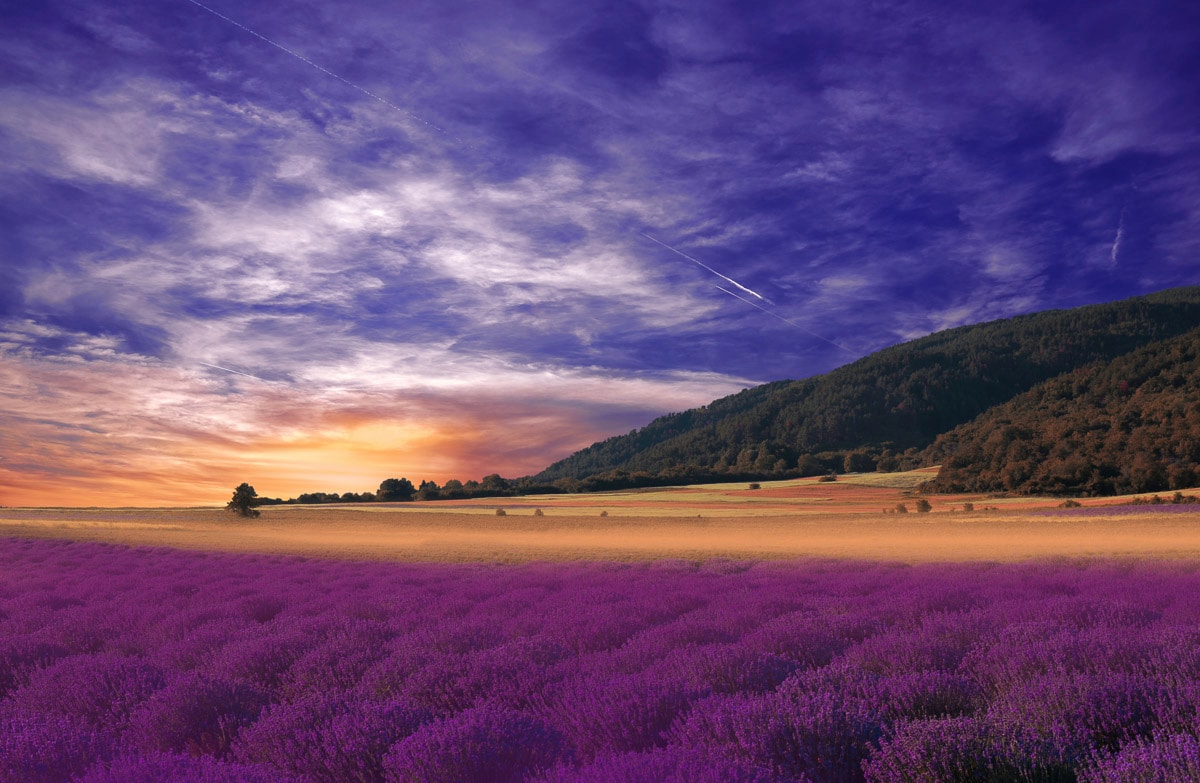 Papermoon Fototapete "PANORAMA-LANDSCHAFT VIOLETT GEBIRGE WIESE FELD LAVENDEL"
