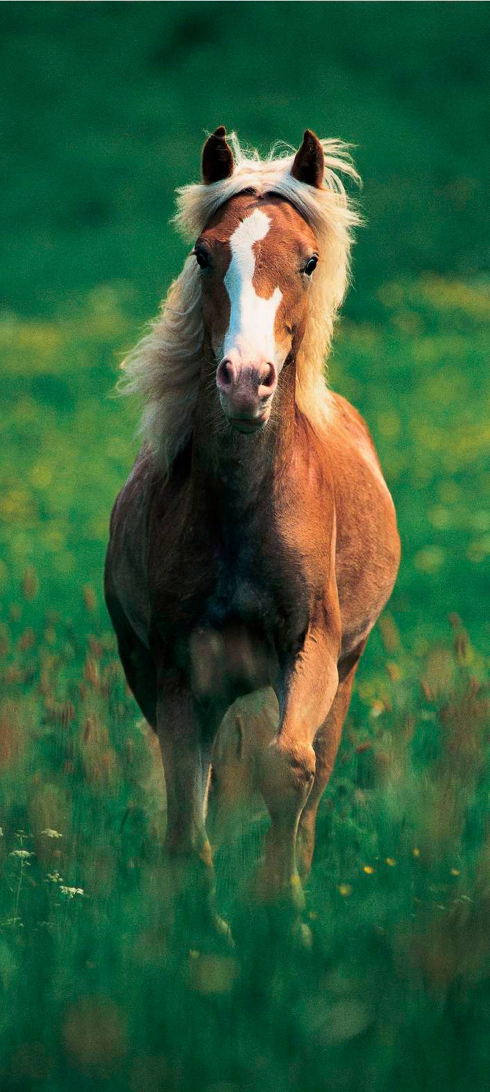 Papermoon Fototapetas »Haflinger Horse - Türtape...
