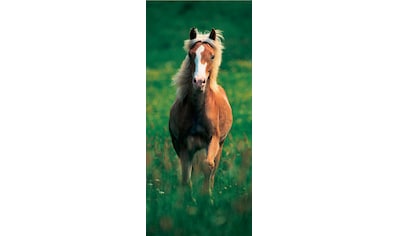 Fototapete »Haflinger Horse - Türtapete«, matt