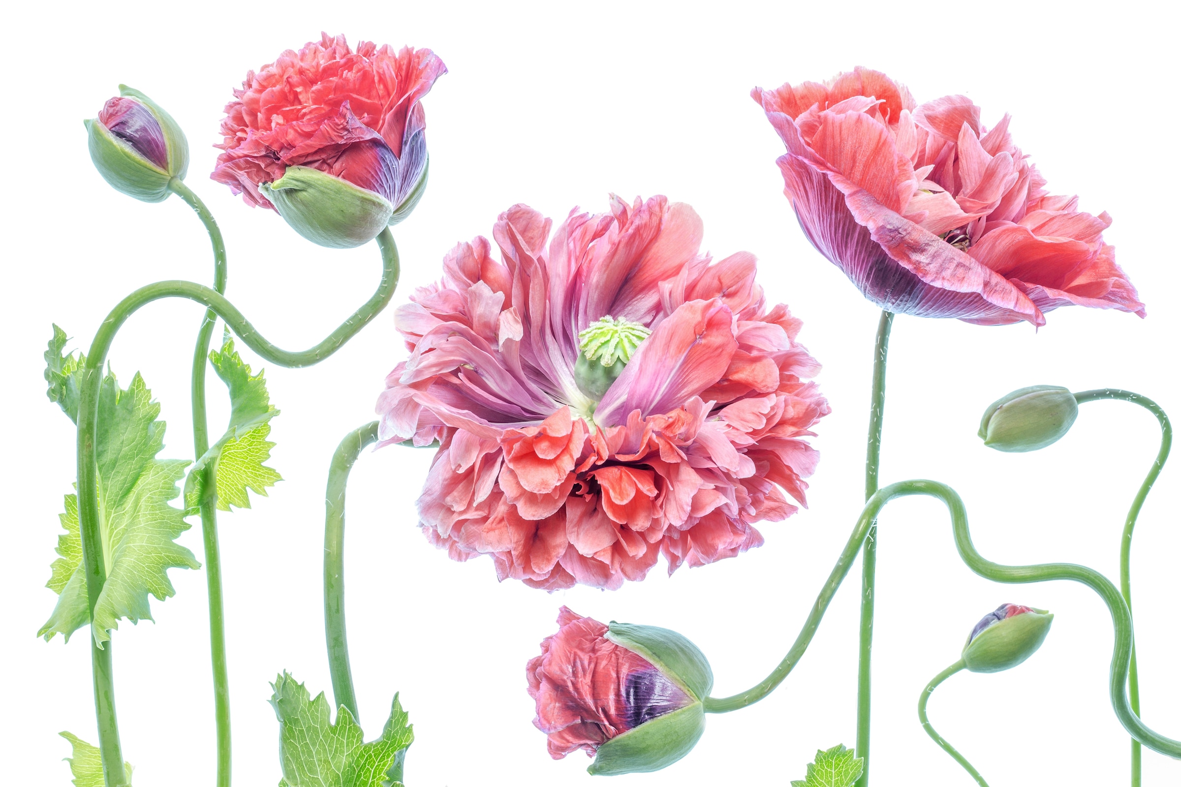 Papermoon Fototapete "Photo-Art MANDY DISHER, SCHICK"