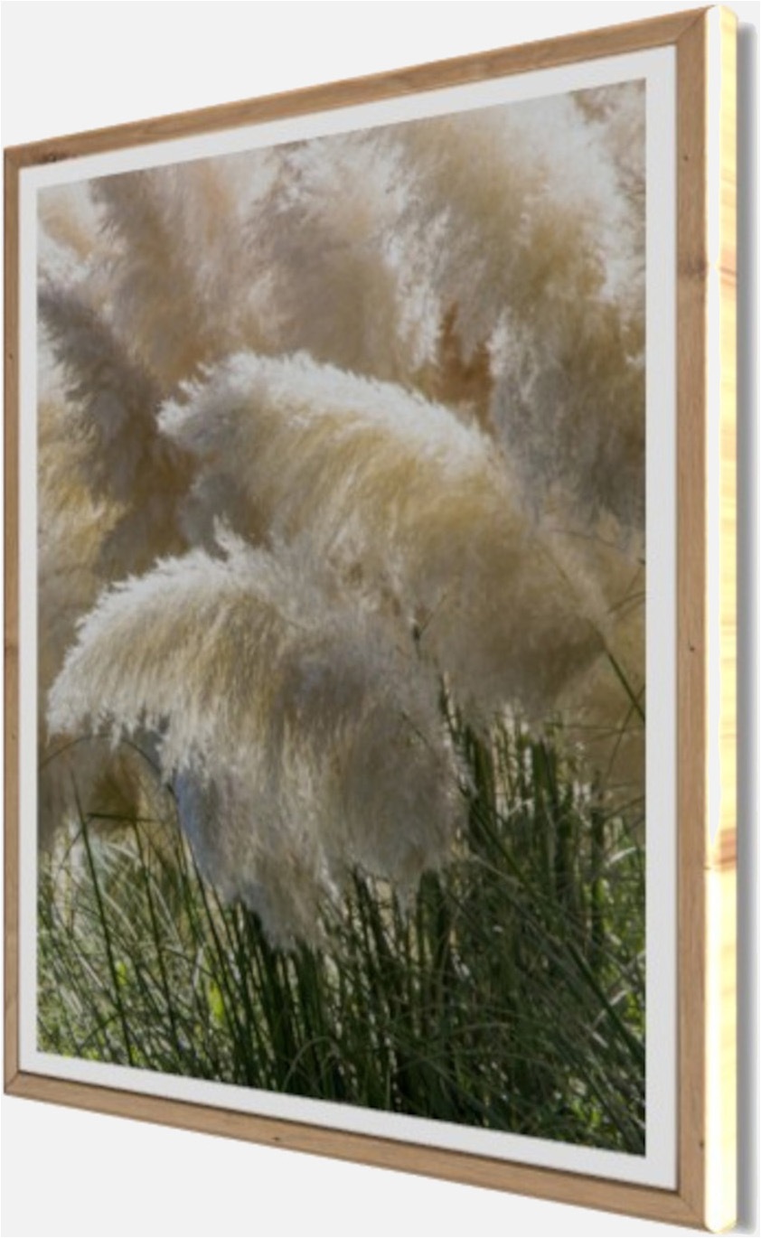 Bönninghoff Bild mit Rahmen »Wandbild gerahmt PAMPASGRAS 40x50 cm – Boho Wandbild Naturtöne« Gräser | Landschaft | Natur | Pflanzen 1 Stk. tlg. mit dekorativem Rahmen