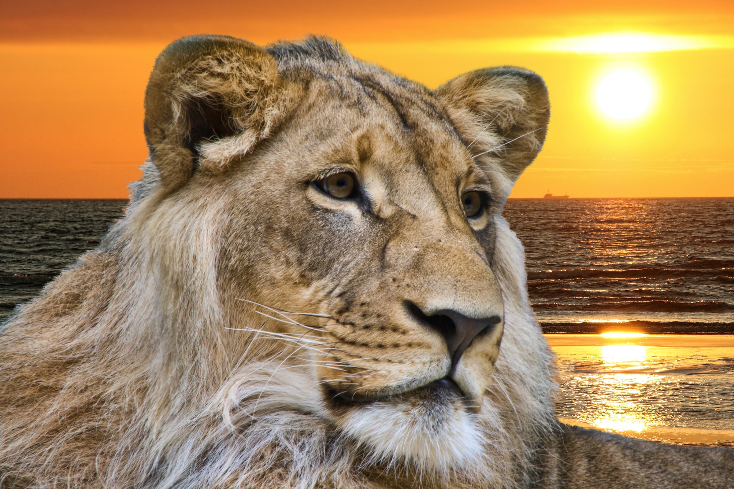 Papermoon Fototapete "Lion in Sunset" glatt