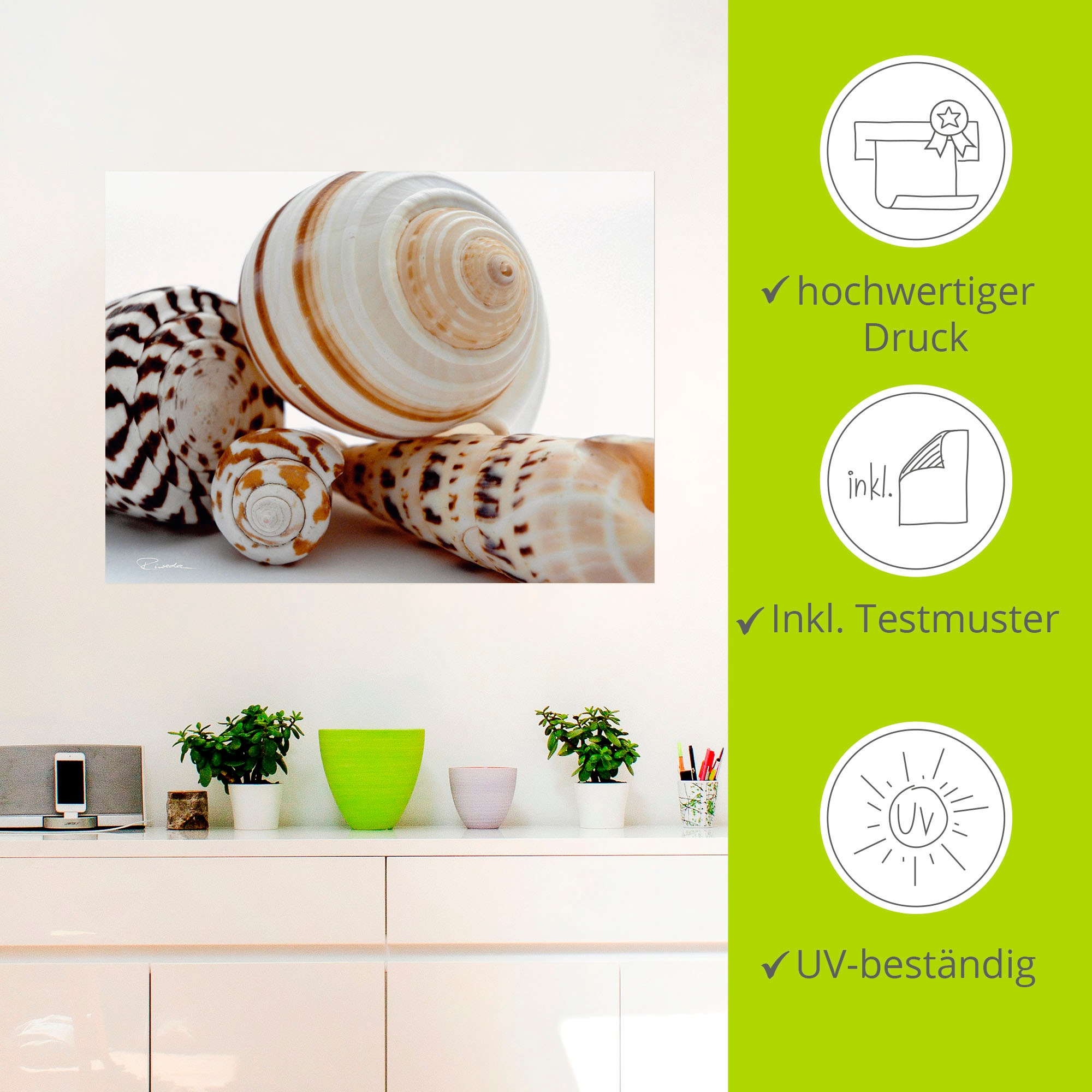 Artland Wandbild »Muschelkomposition III«, Wassertiere, (1 St.), als Alubild, Outdoorbild, Wandaufkleber in verschied. Größen