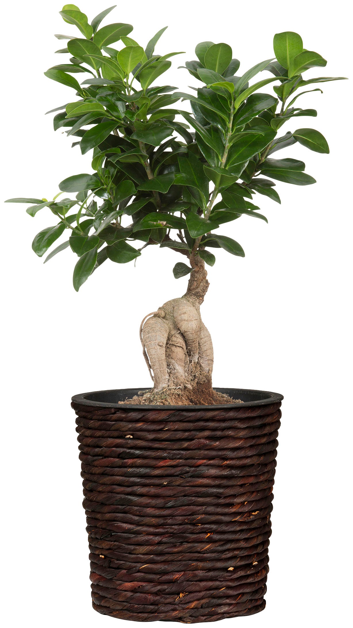 Scheurich Wasserhyazinthentopf »brown 24/504«