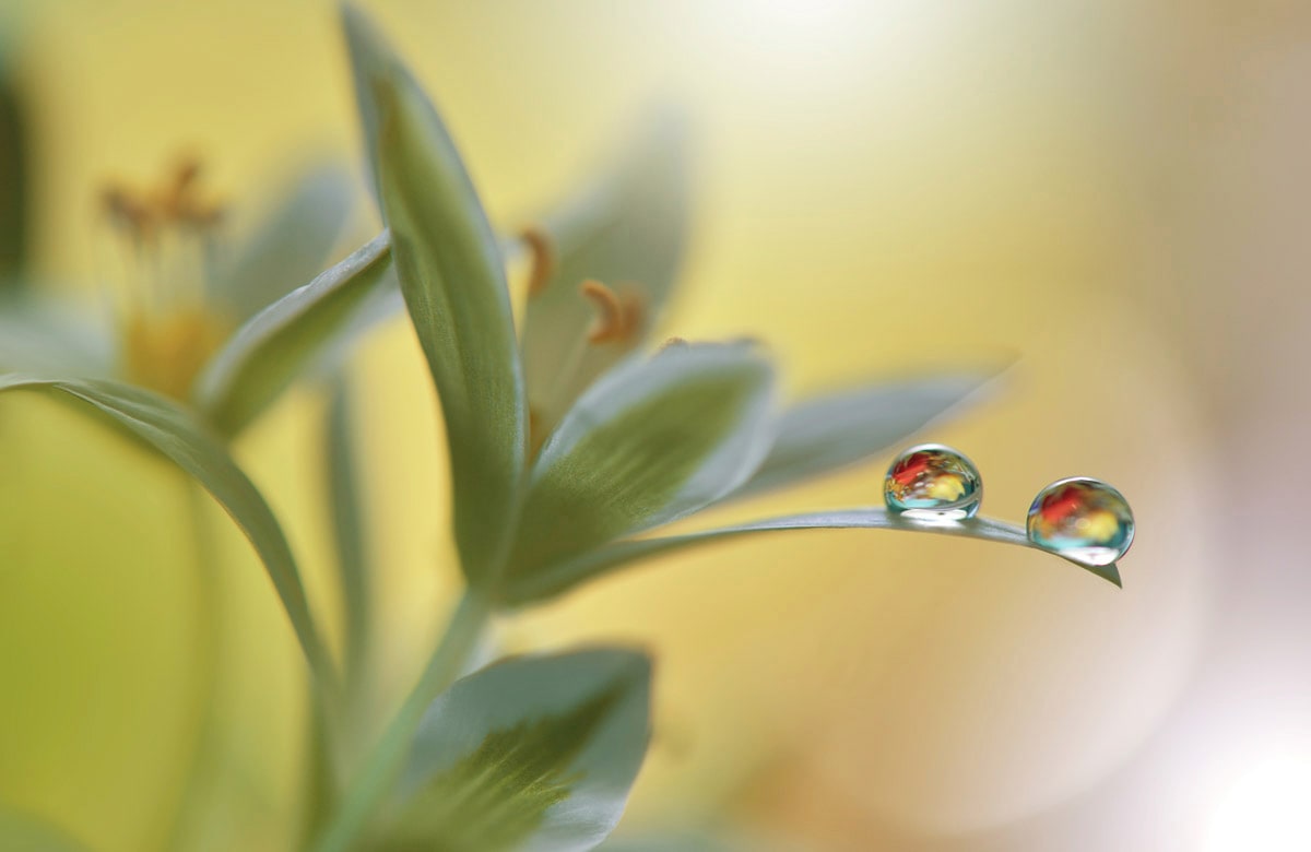 Papermoon "Zen Wassertropfen mit Blume Makro"