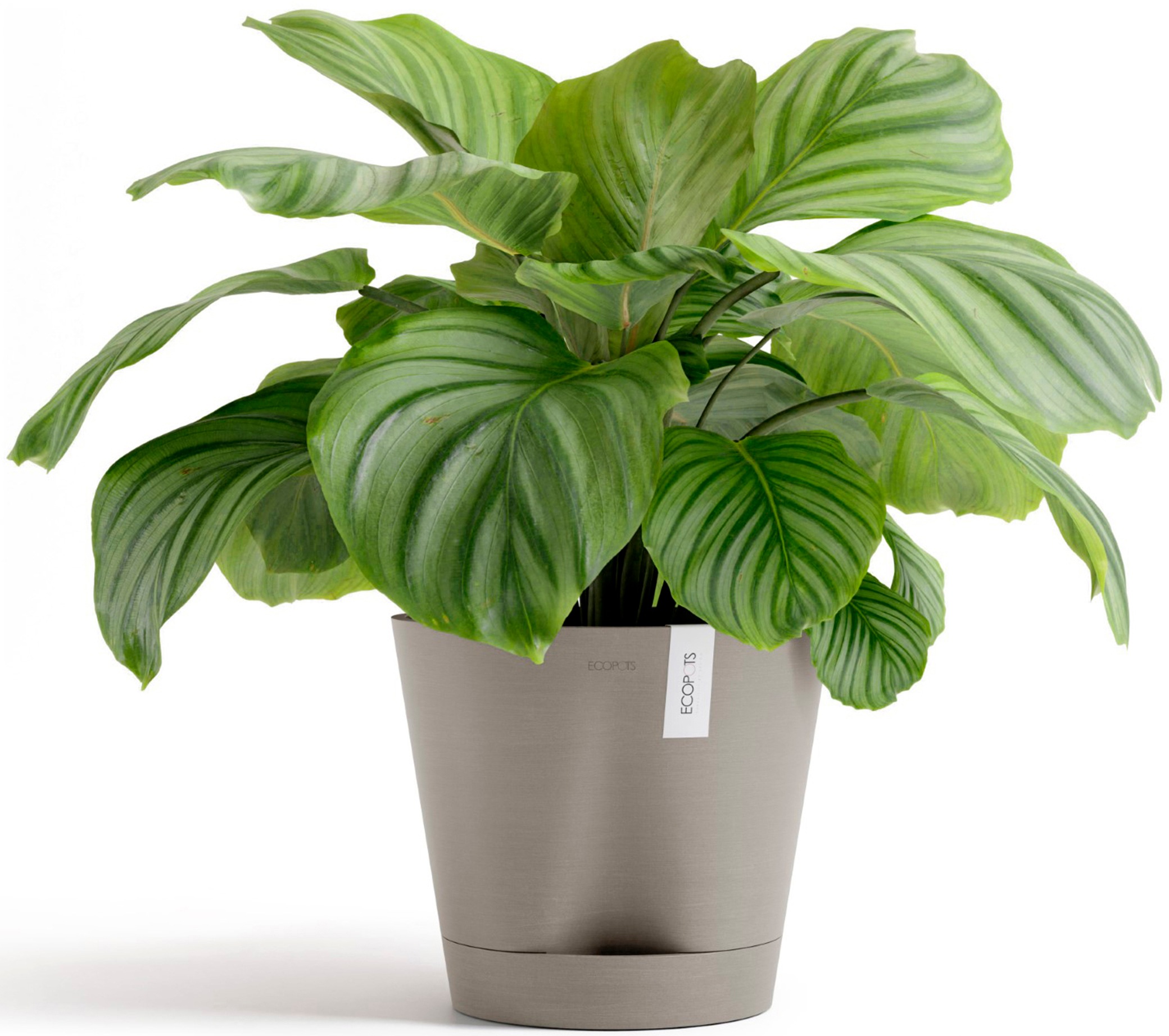 ECOPOTS Blumentopf »Venice 2 30 Taupe«, für den Innenbereich