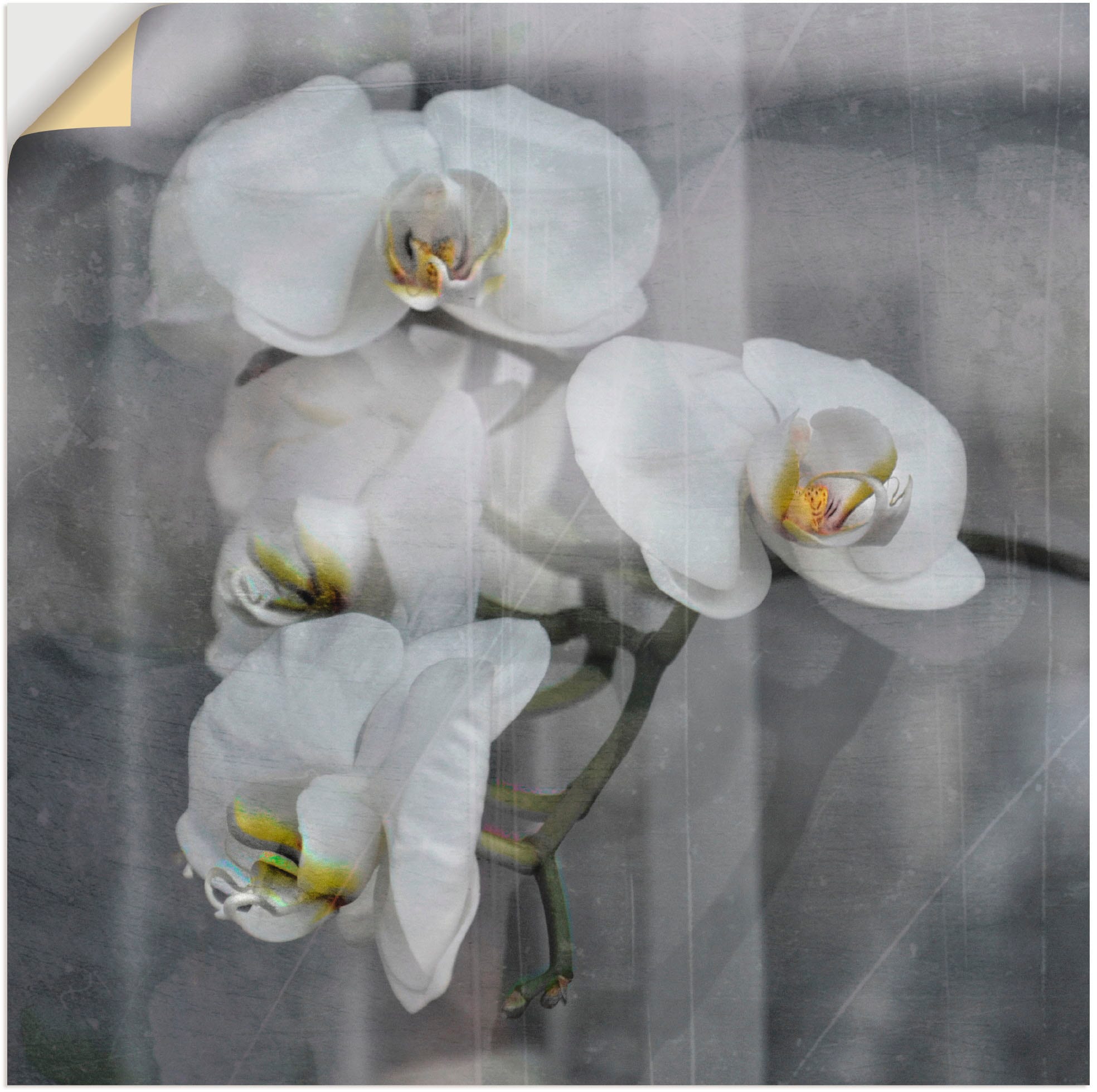 Artland Wandbild "Weisse Orchideen - white Orchid", Blumen, (1 St.), als Leinwandbild, Wandaufkleber in verschied. Größe