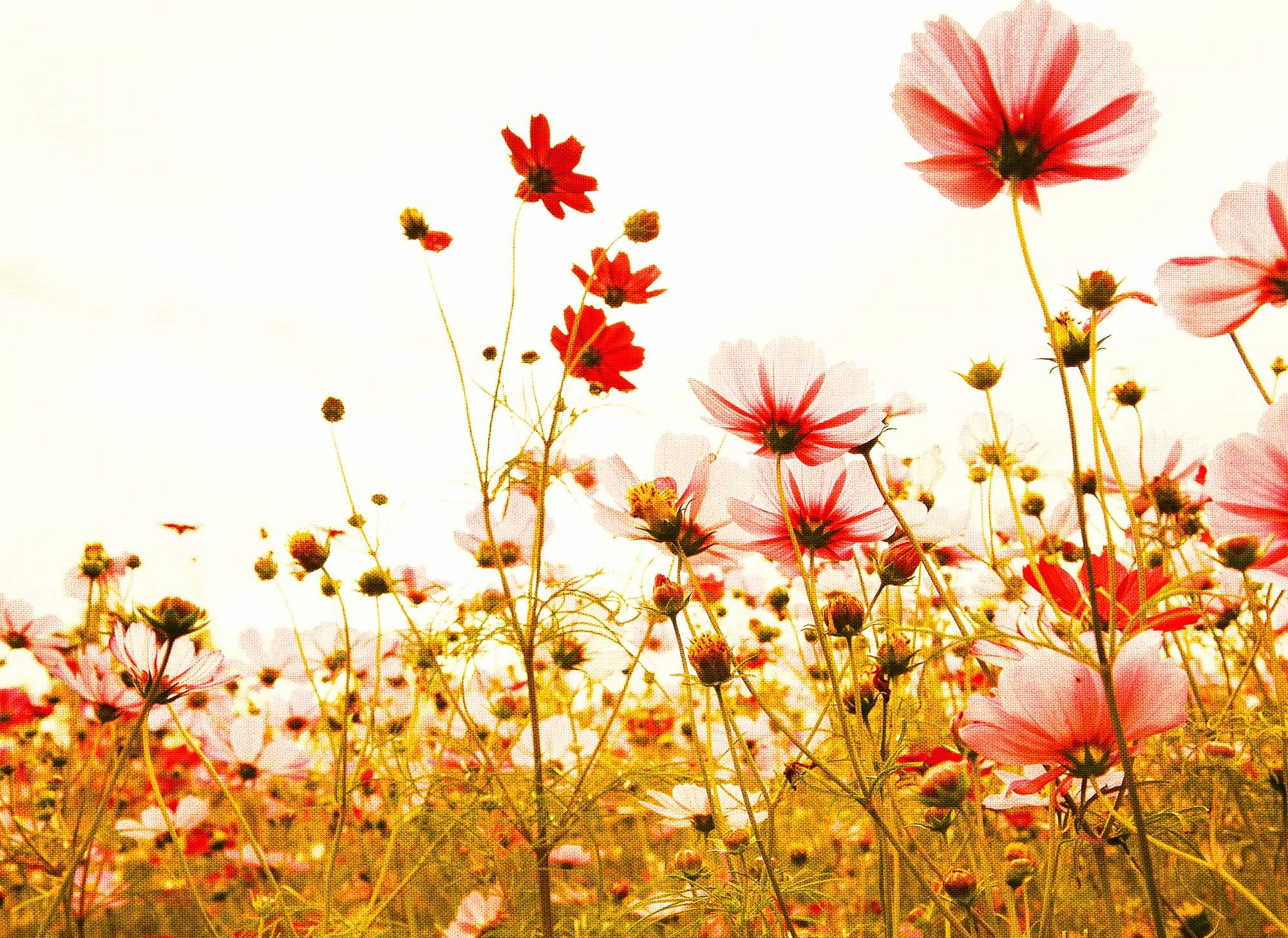 living walls Fototapete "Designwalls Flower Meadow 2" glatt Vlies, Wand, Schräge, Decke
