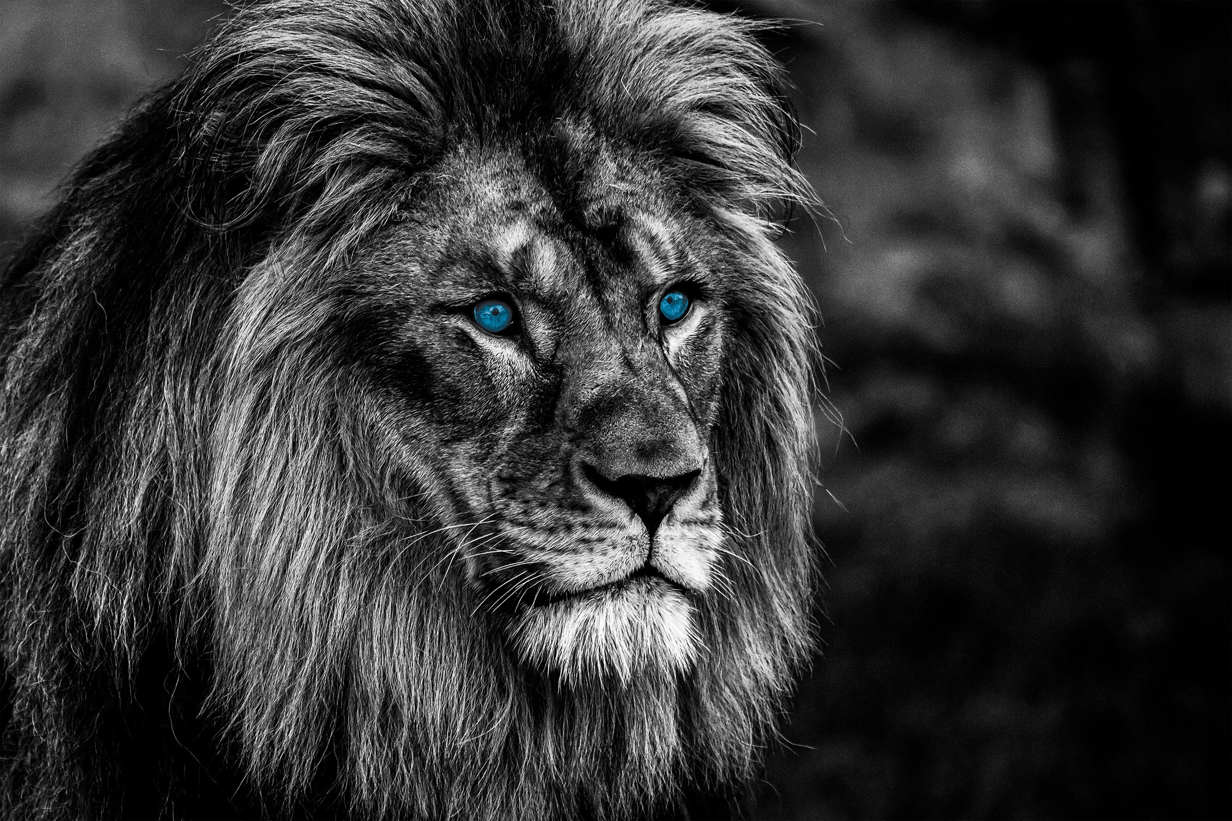 Bönninghoff Leinwandbild Löwe 1 Stk. tlg. BxH: 90x60 cm günstig online kaufen