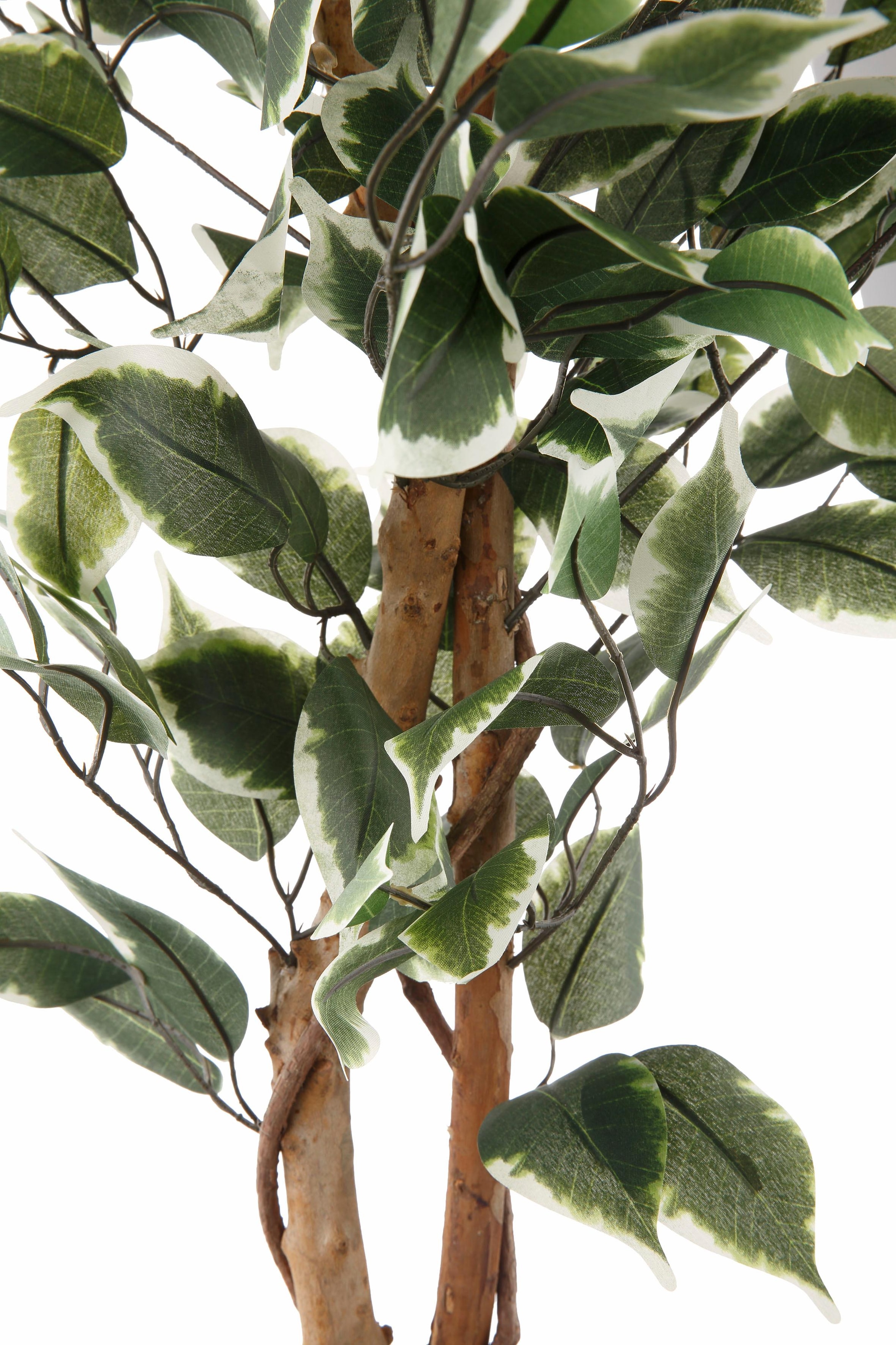 Creativ green Kunstpflanze »Ficus Benjamini« kaufen | BAUR