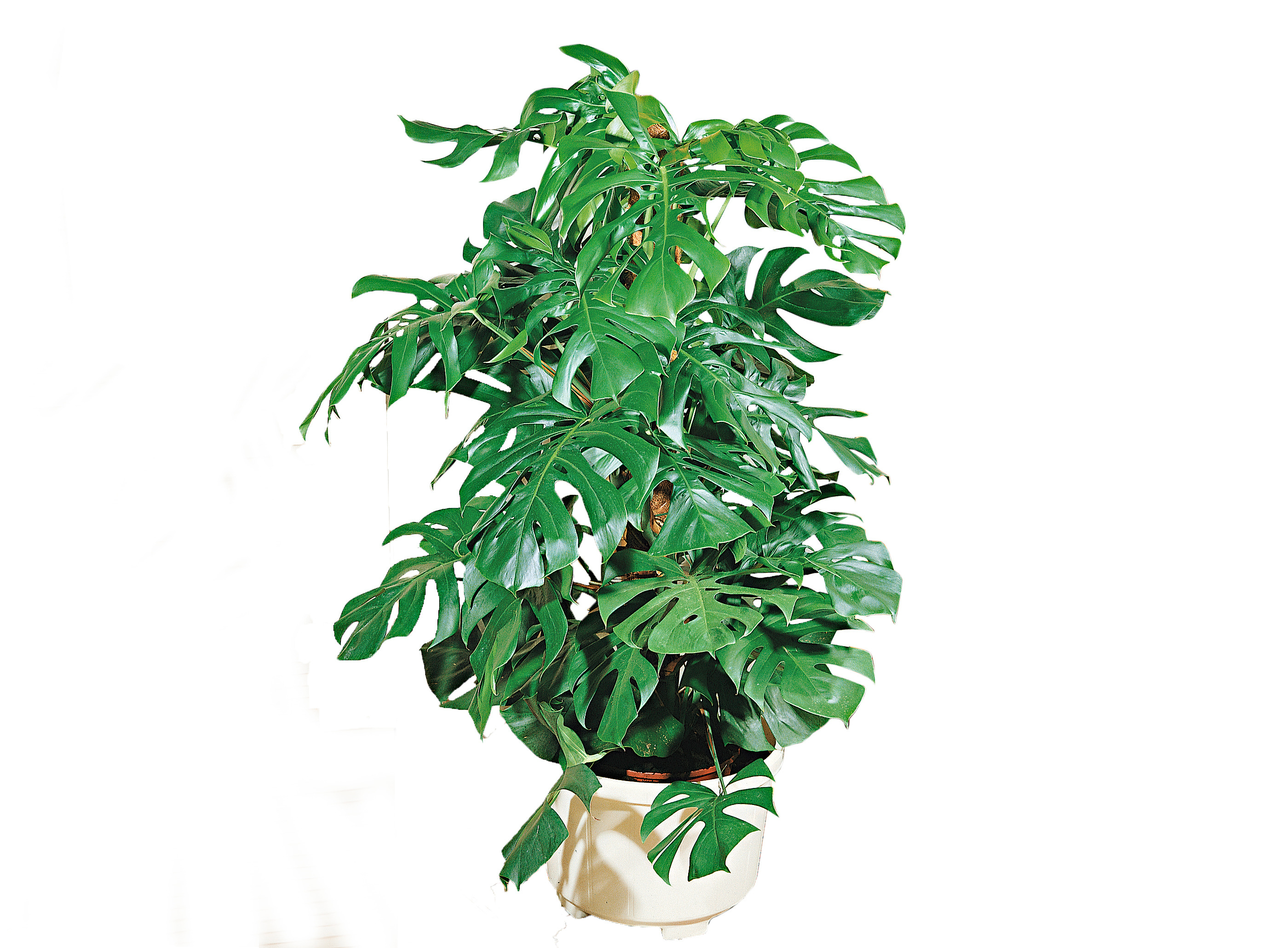 Zimmerpflanze »Fensterblatt, Monstera«, (1 St.), Höhe: 60-70 cm, 1 Pflanze